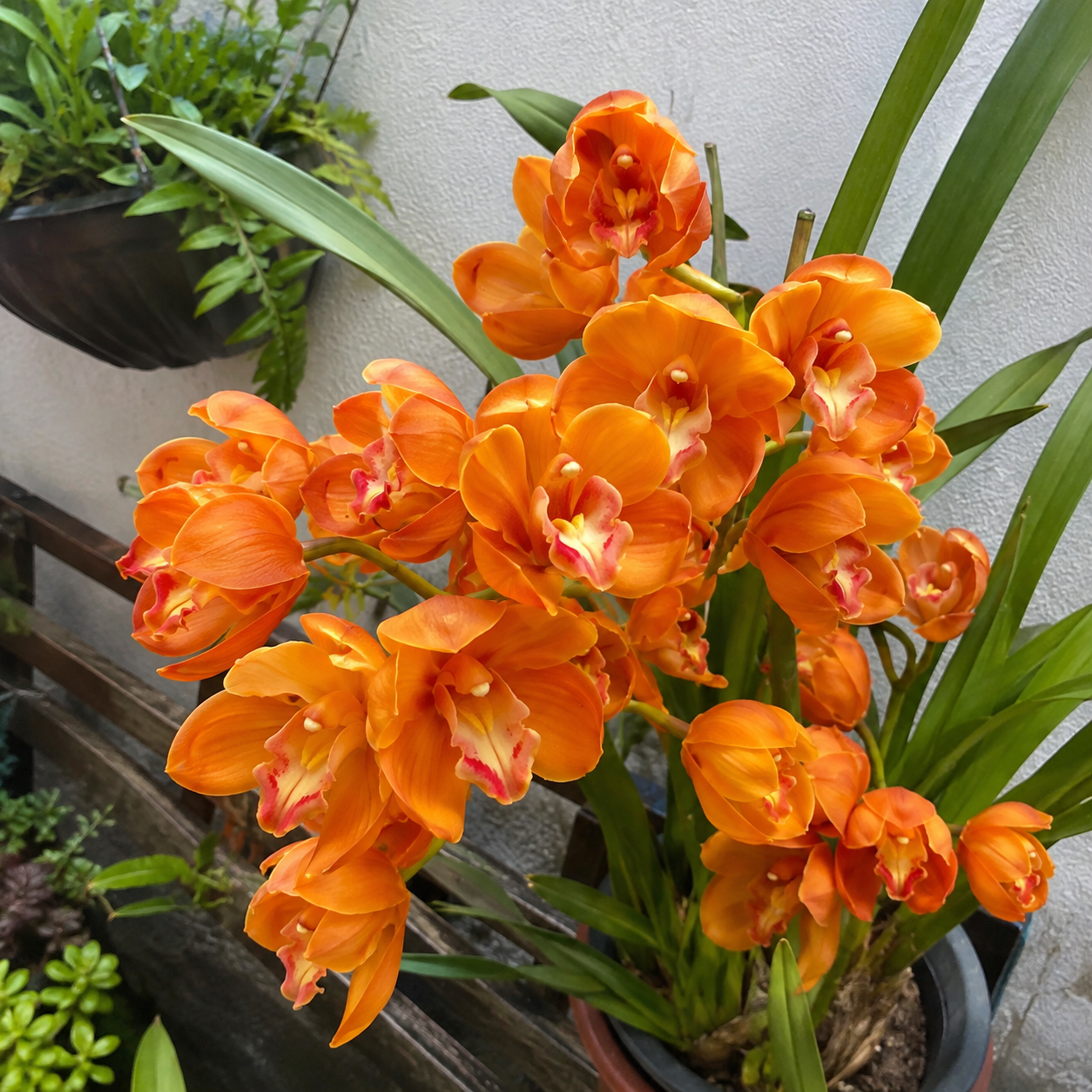 100 Pieces Creeping Grass Outdoor Indoor Plants Orchid Seeds 