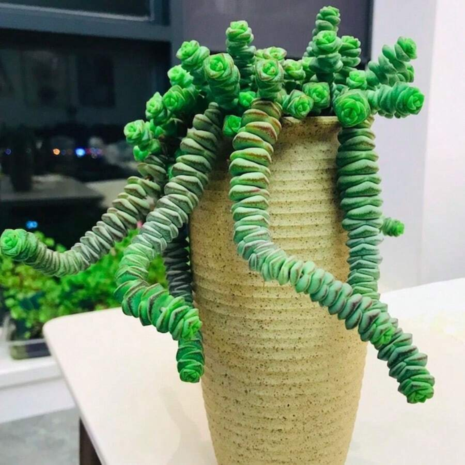 Live Lucky Rose Shaped Crassula Baby Necklace Spiral Succulent Plant Seeds