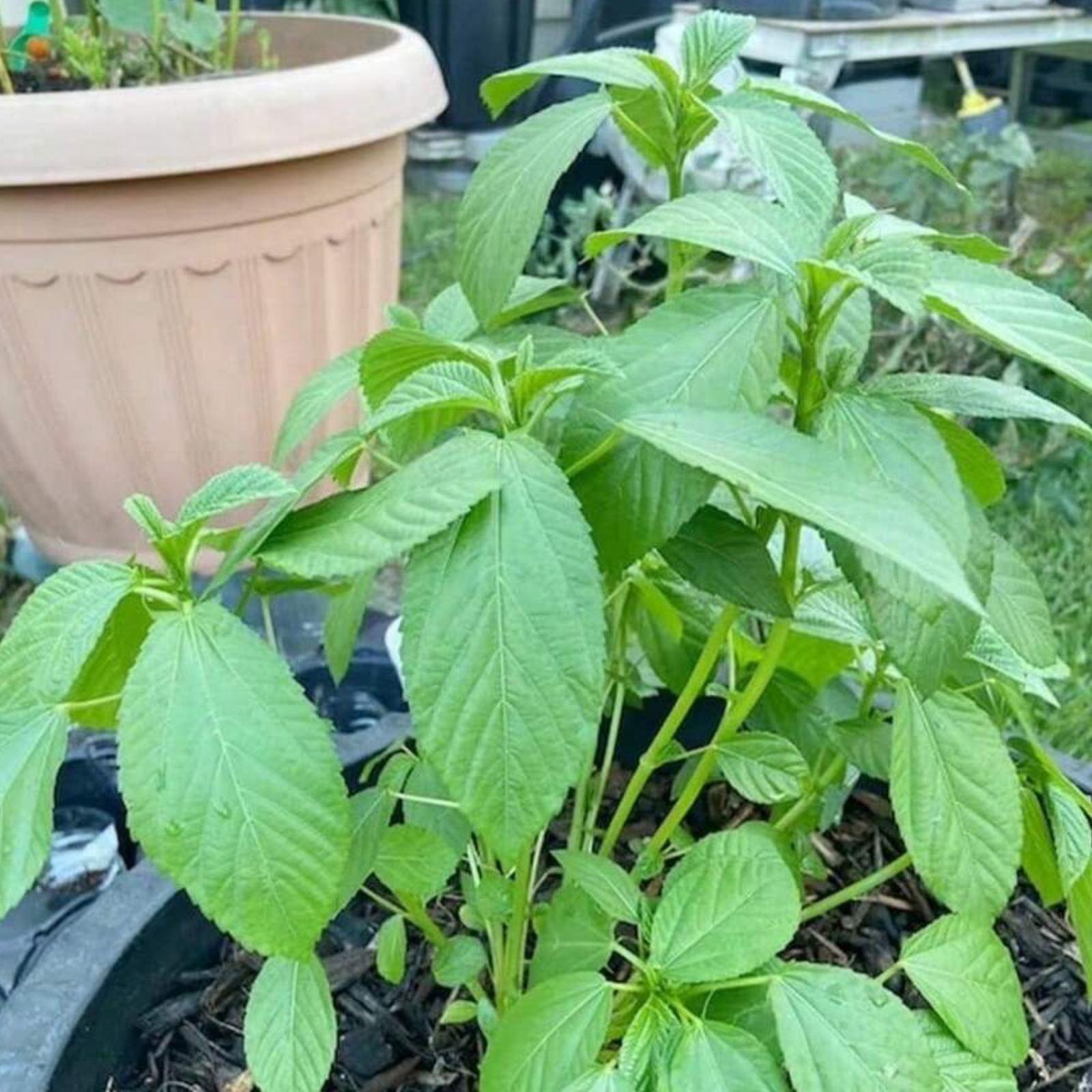 Non Gmo Perennial Egyptian Spinach Plants Seeds For Growing Fresh Molokhia