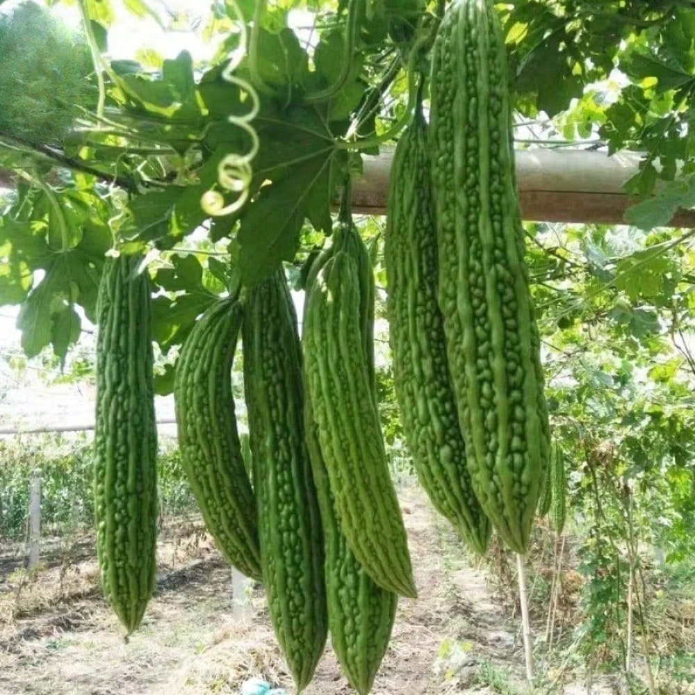 Bitter Gourd Ampalaya Long Green Plants Seeds 10 Pack