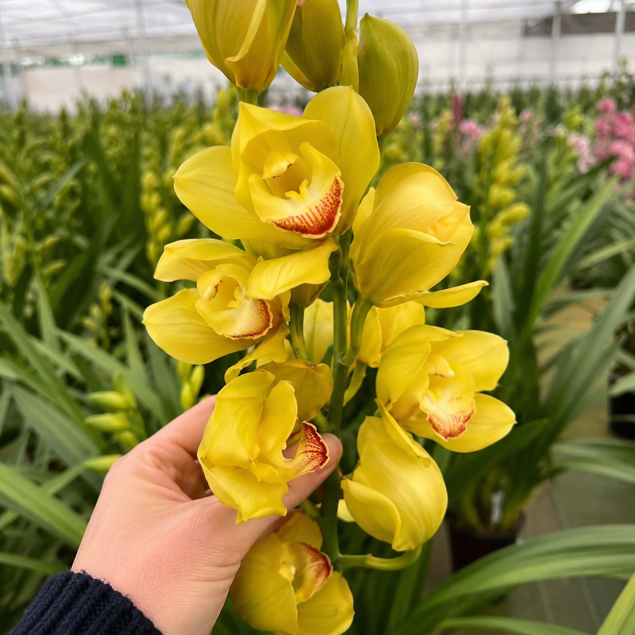 500 Pieces Orchid Flower Colorful Gardening Seeds