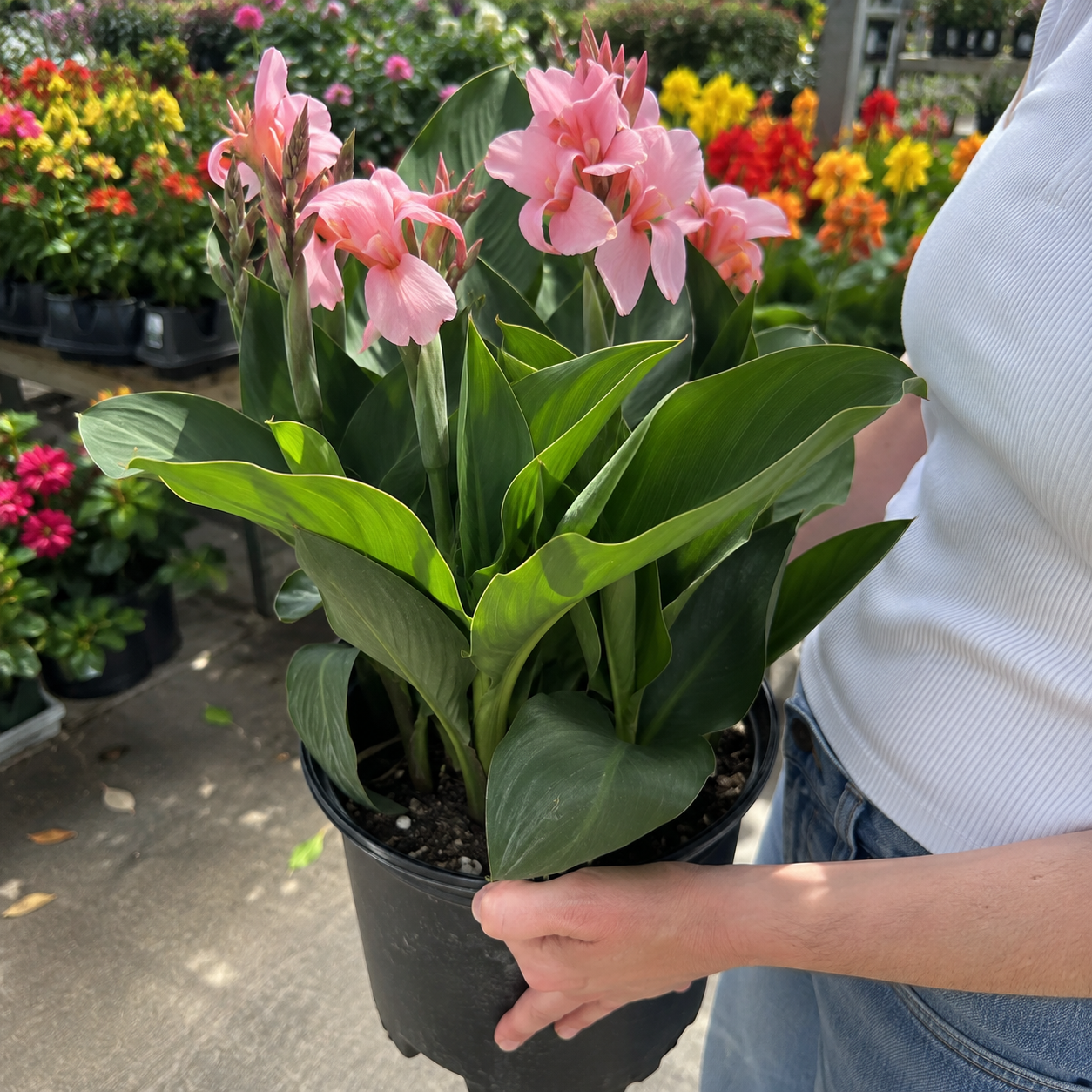 189 Pieces Mixed Canna Lily Flower Seeds for Garden Planting