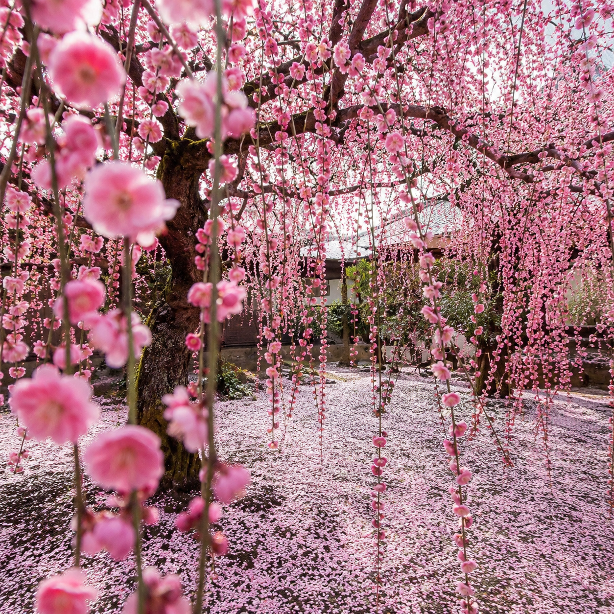 50 Pieces Japanese Weeping Cherry Blossom Garden Seeds
