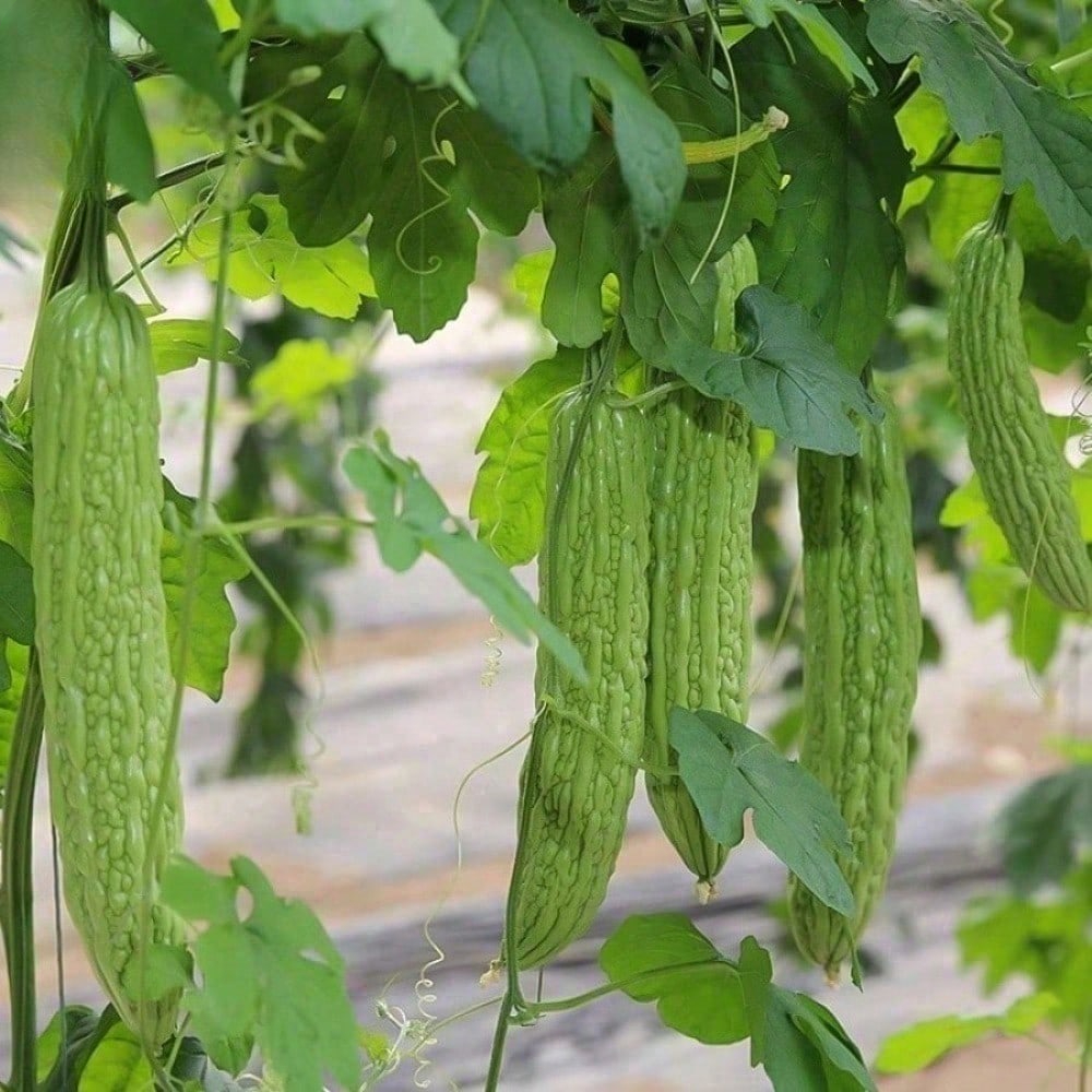 Bitter Gourd Ampalaya Long Green Plants Seeds 10 Pack