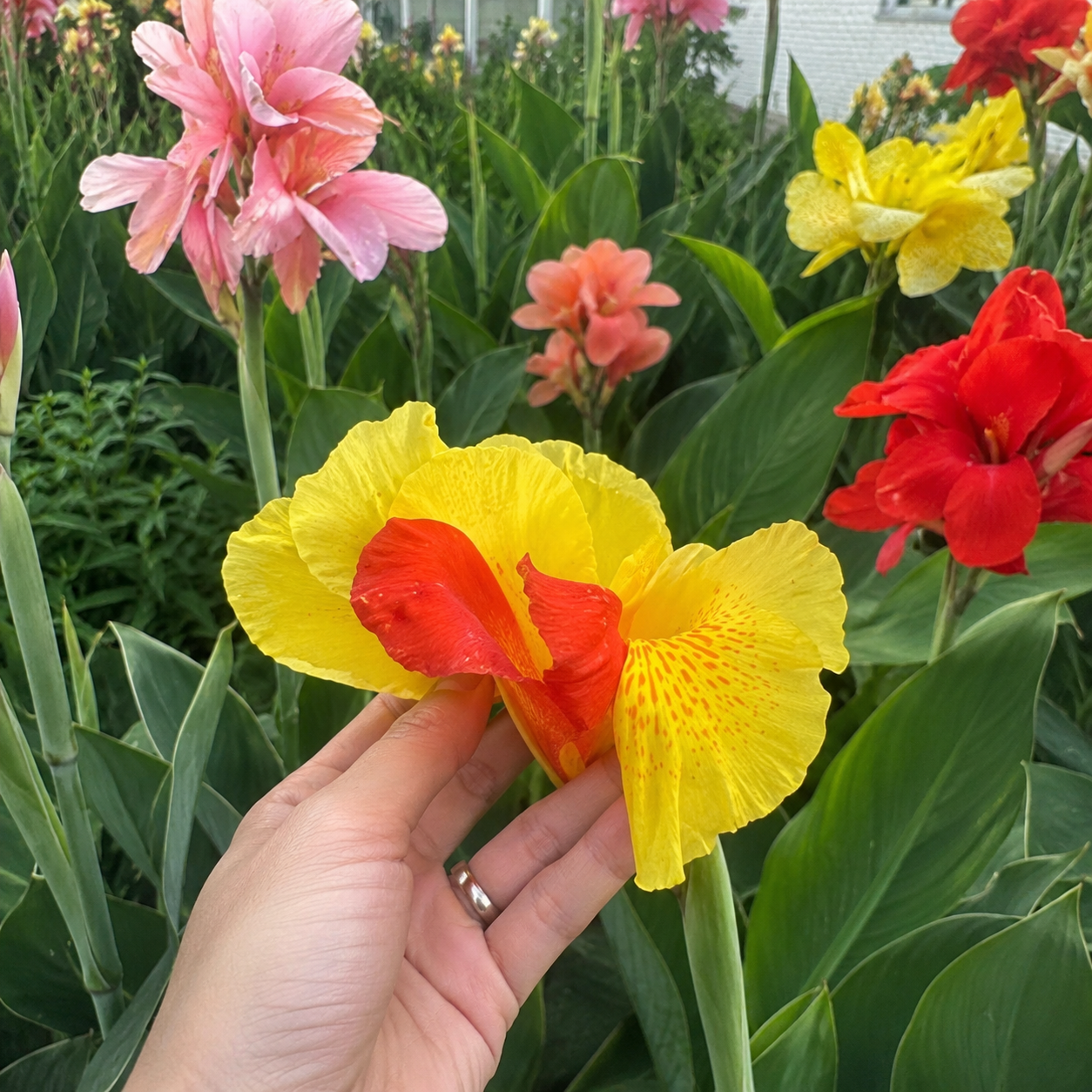 189 Pieces Mixed Canna Lily Flower Seeds for Garden Planting