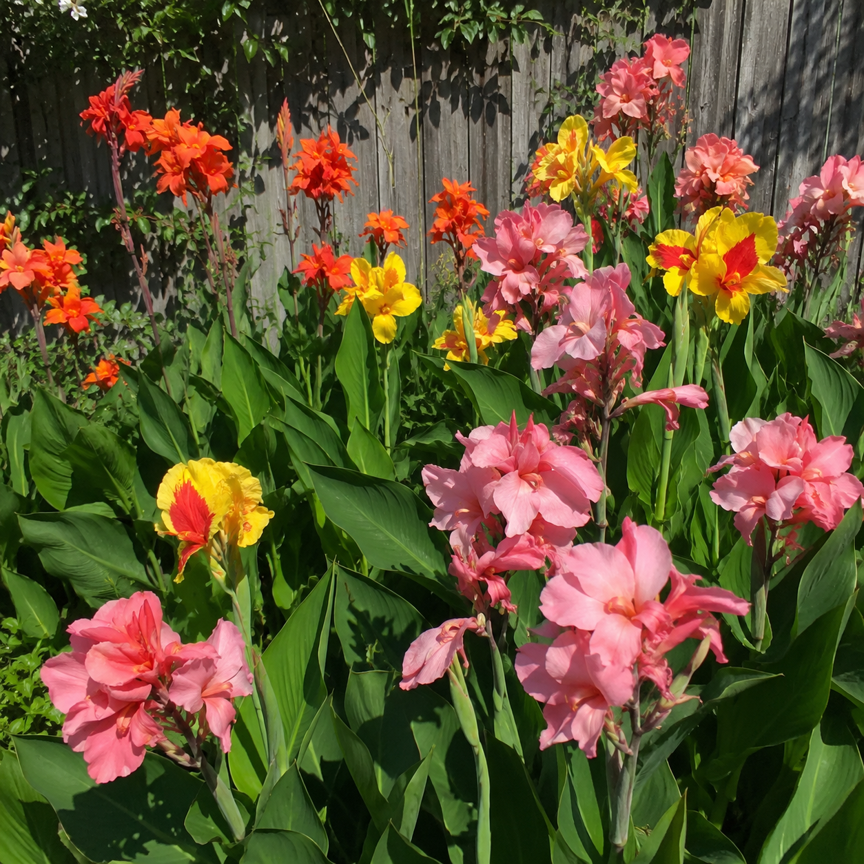 189 Pieces Mixed Canna Lily Flower Seeds for Garden Planting
