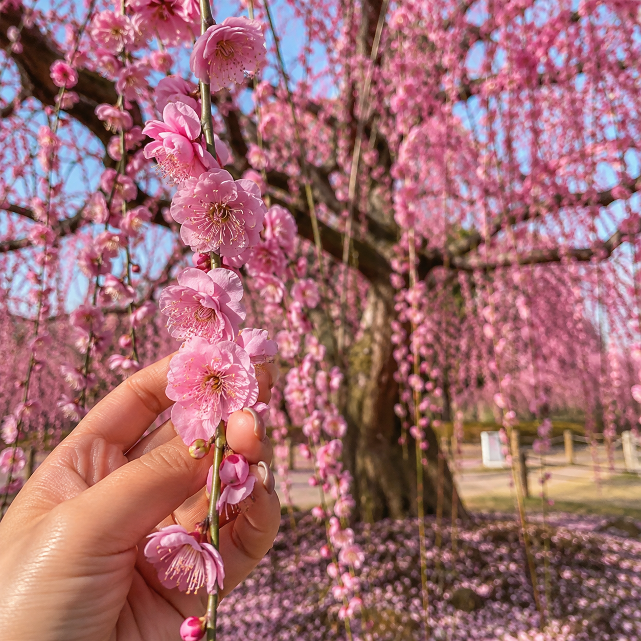 50 Pieces Japanese Weeping Cherry Blossom Garden Seeds