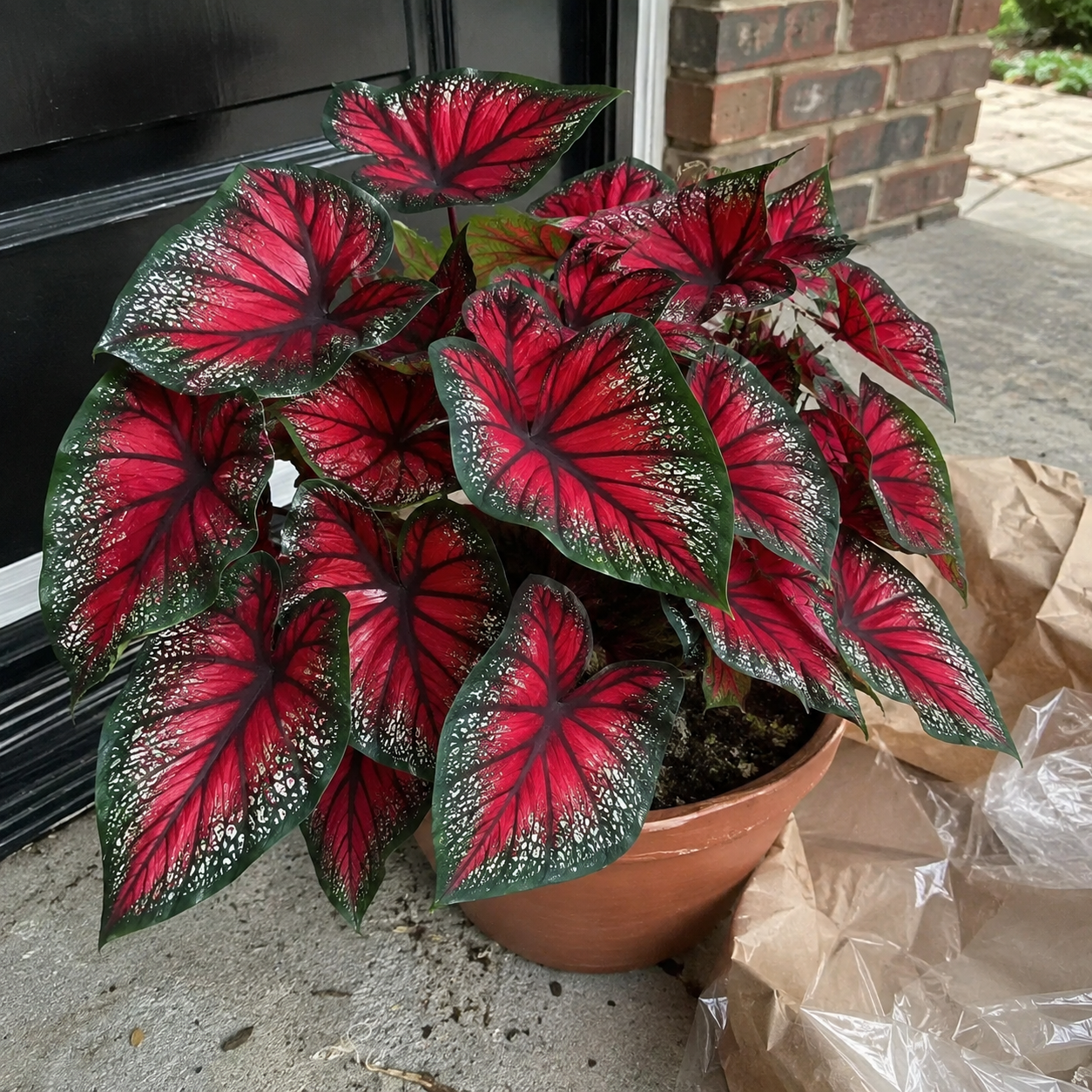 500 Pieces Indoor Outdoor Hosta Flower Bonsai Seeds 