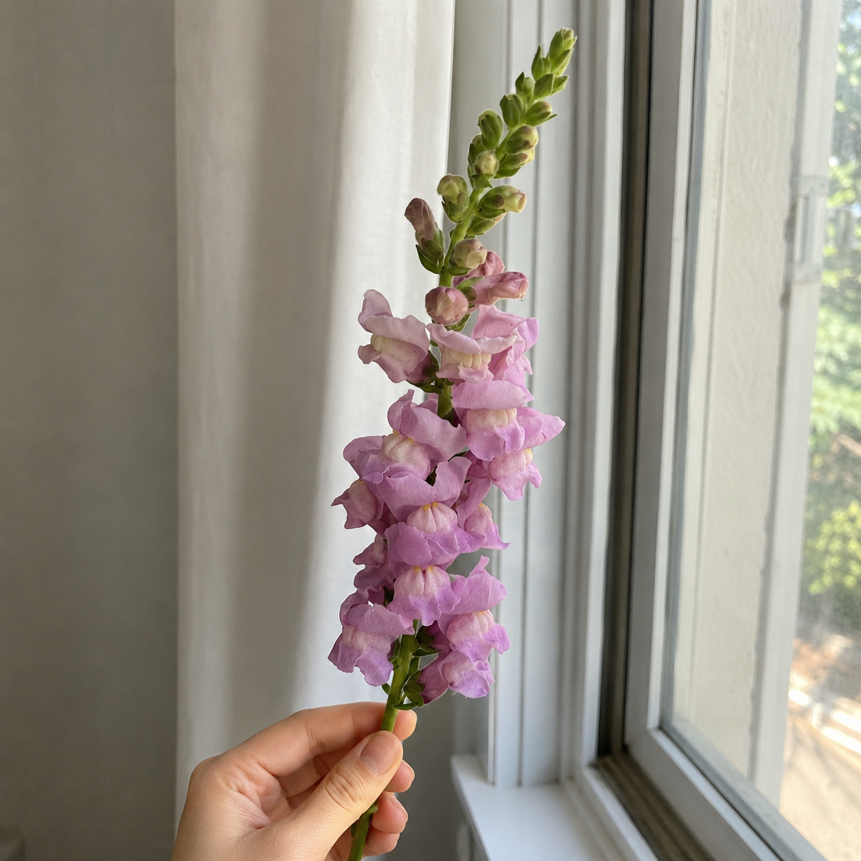 25 Pieces Snapdragon Potomac Lavender Flower seeds