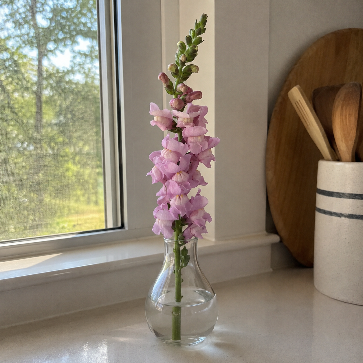 25 Pieces Snapdragon Potomac Lavender Flower seeds