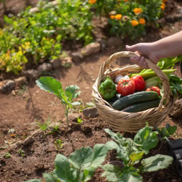 35 Varieties Heirloom Vegetable Seed Mix For Home Garden