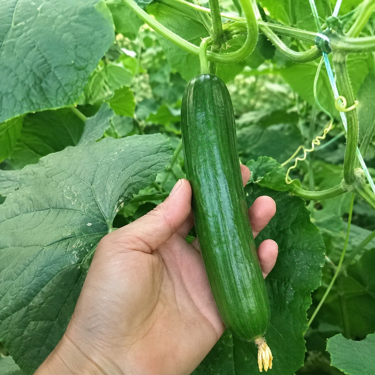 Four Seasons Melon Vegetable Seeds For Planting  
