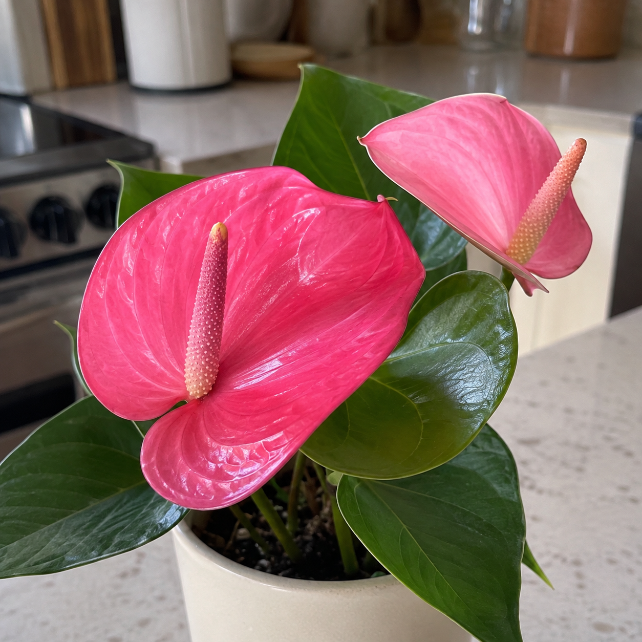 100 Pieces Outdoor Indoor Anthurium Perennial Flowers Seeds 