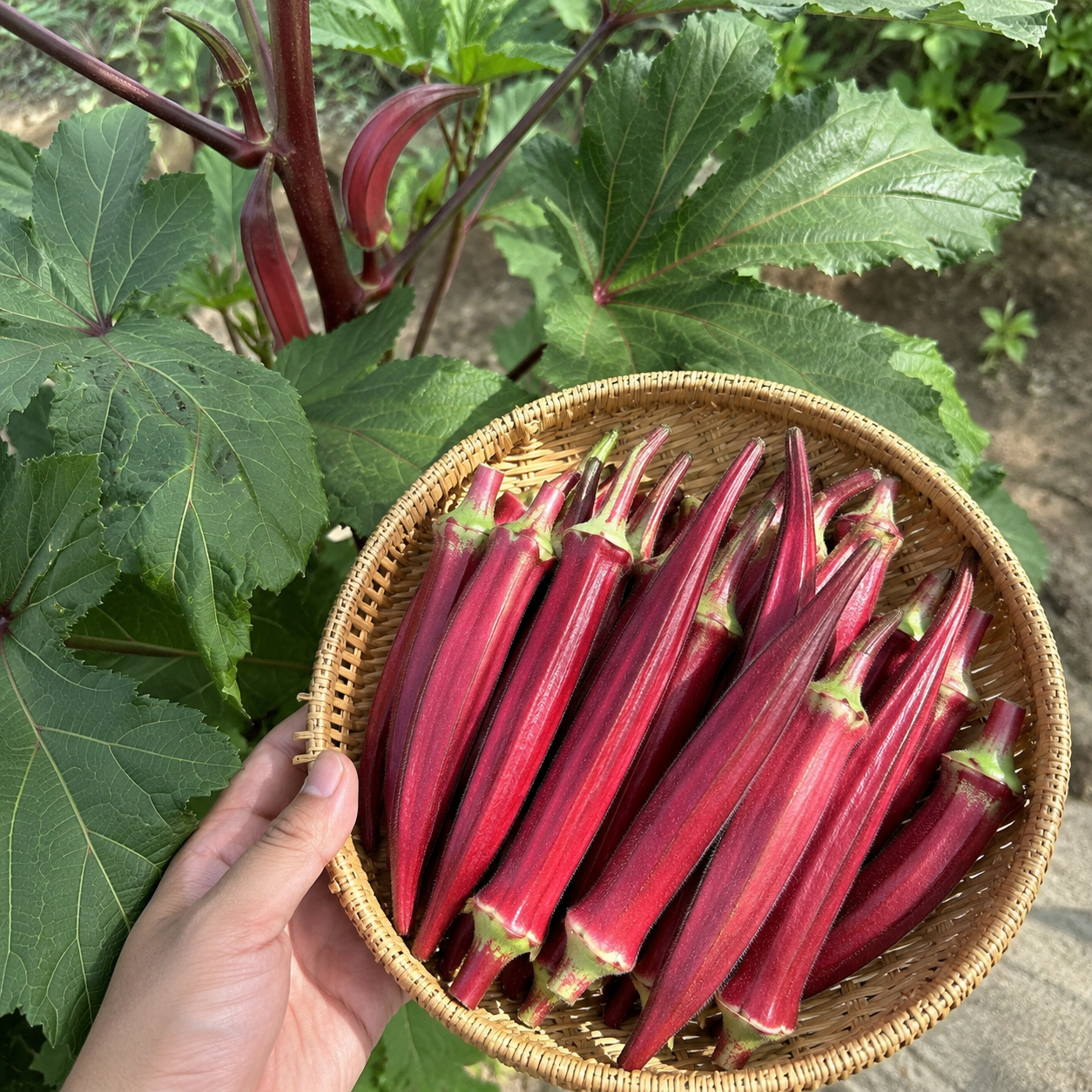 50 Pieces Heirloom Okra Seeds For Home Garden  