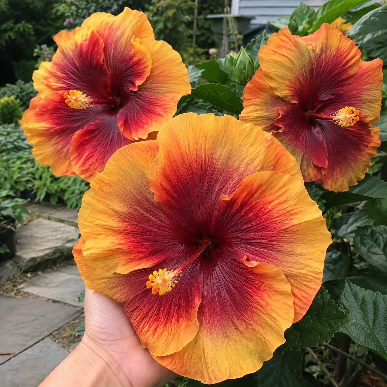 100 Pieces Mixed Giant Hibiscus Seeds for Outdoor Garden Planting