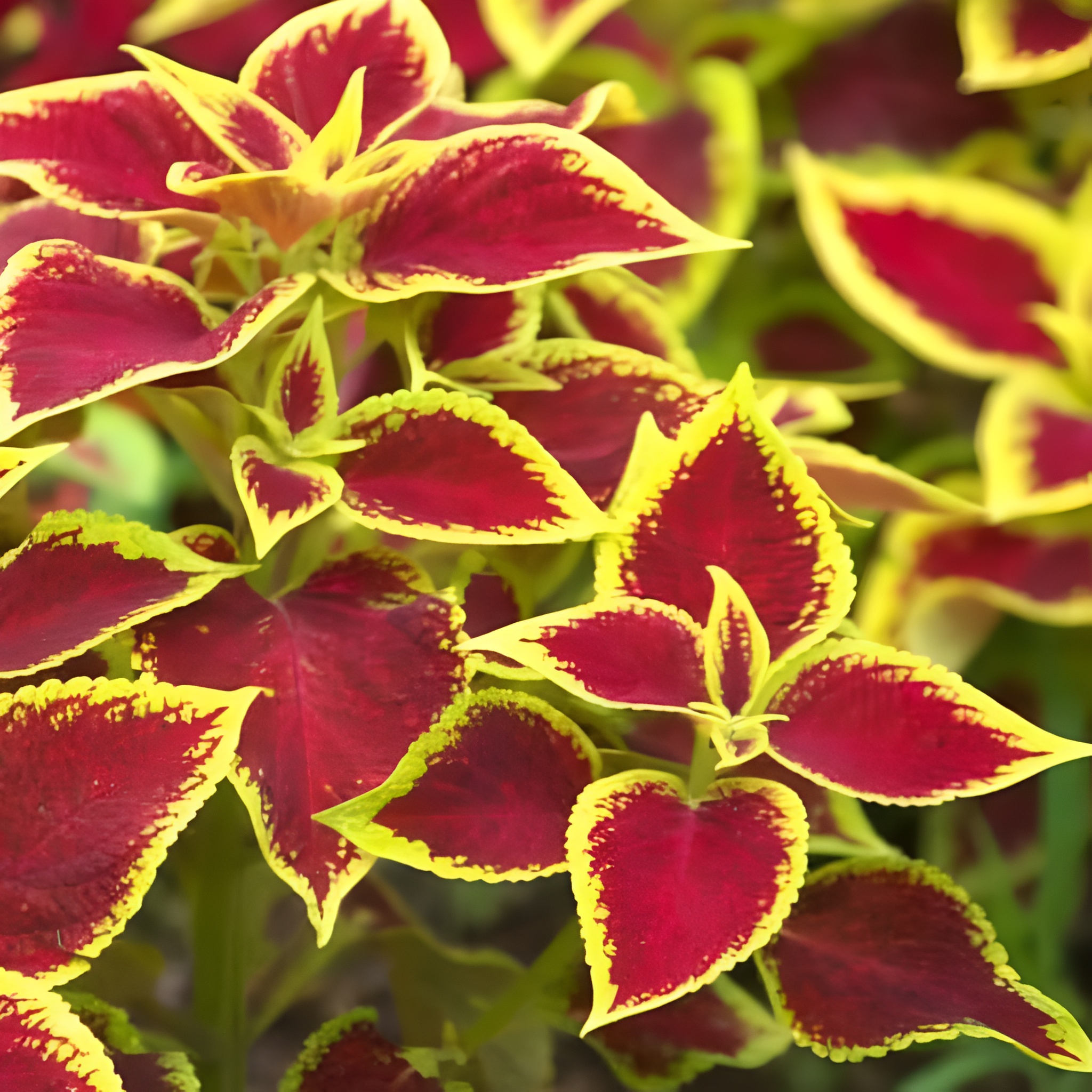 Heirloom Coleus Blumei Mix For Shade Gardens And Patio Seeds