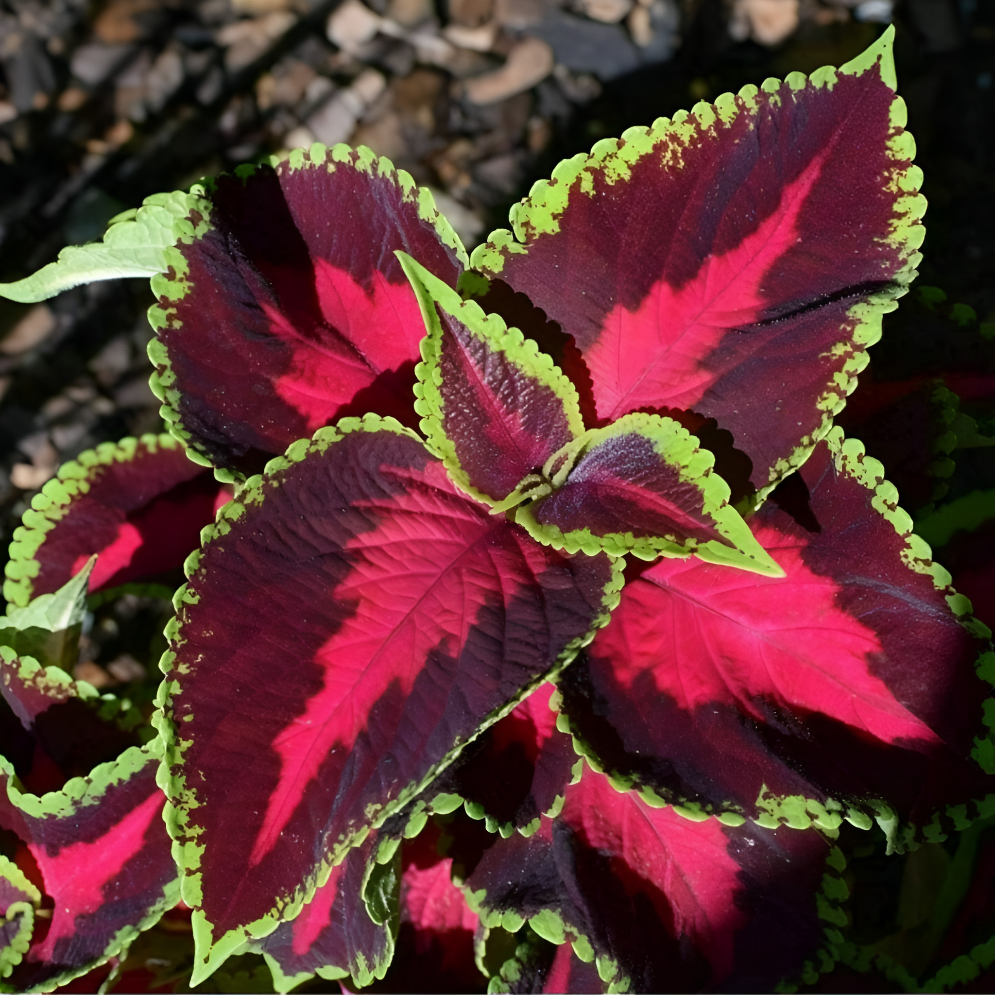 Heirloom Coleus Blumei Mix For Shade Gardens And Patio Seeds