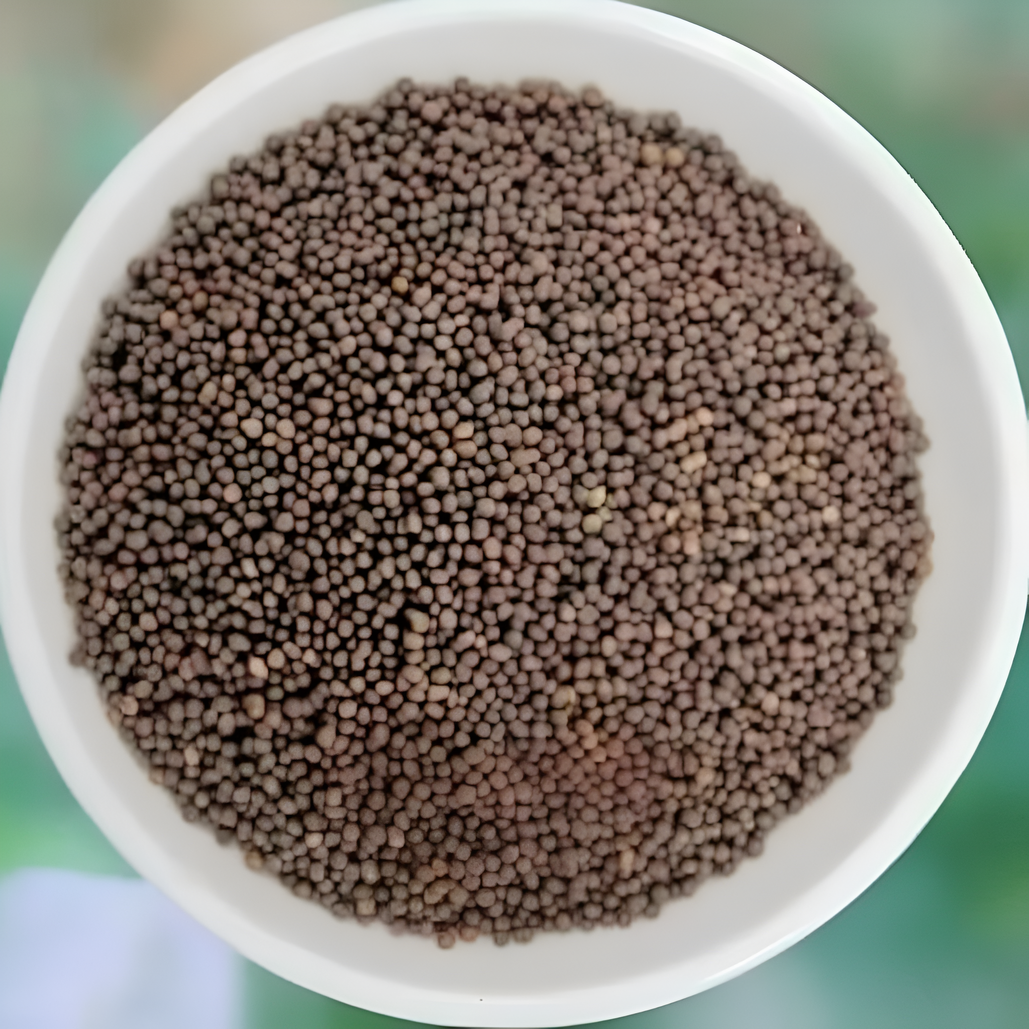 Perennial Elephant Plant Seeds For Yard And Potted Decor