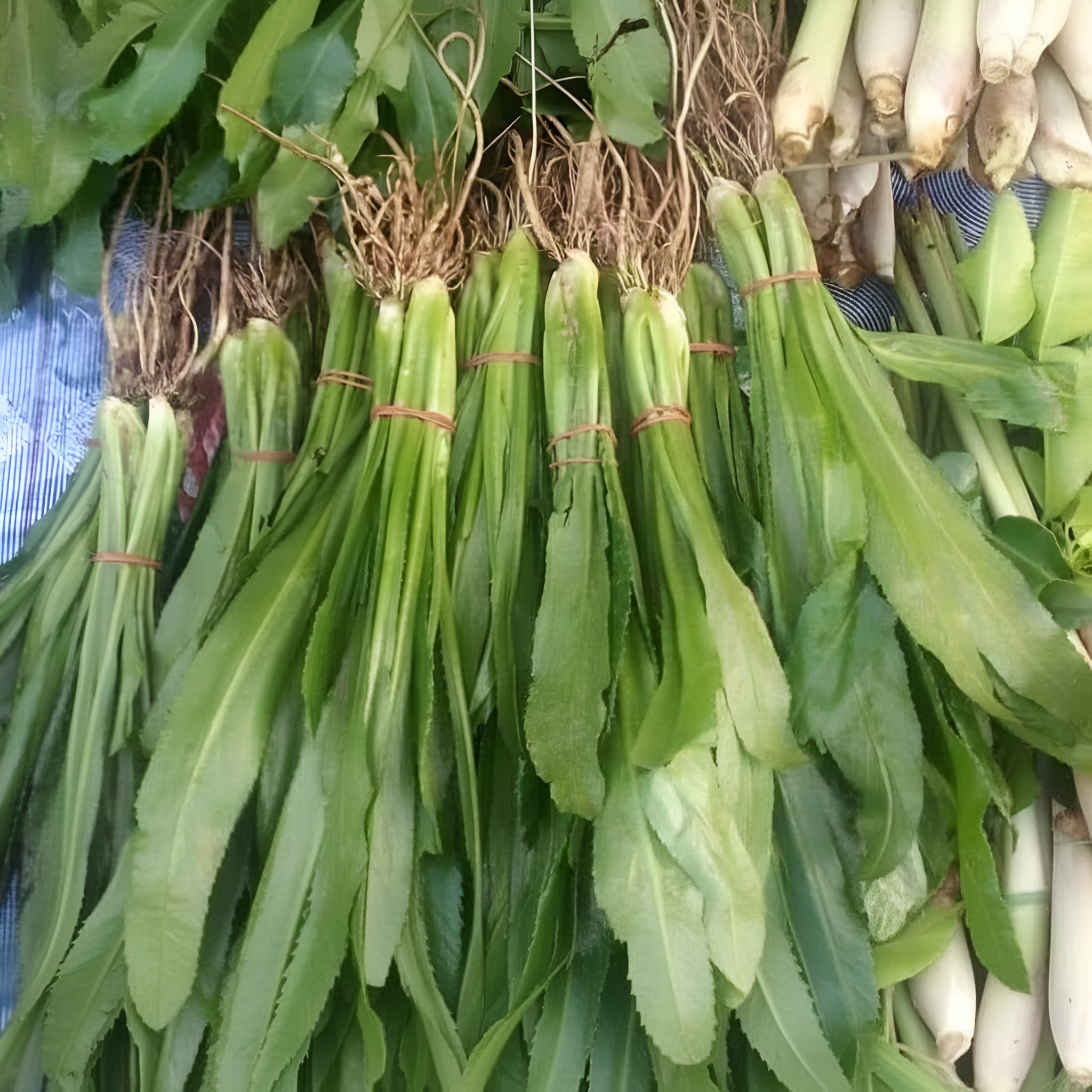 300 Sawtooth Coriander Herb Plants Seeds