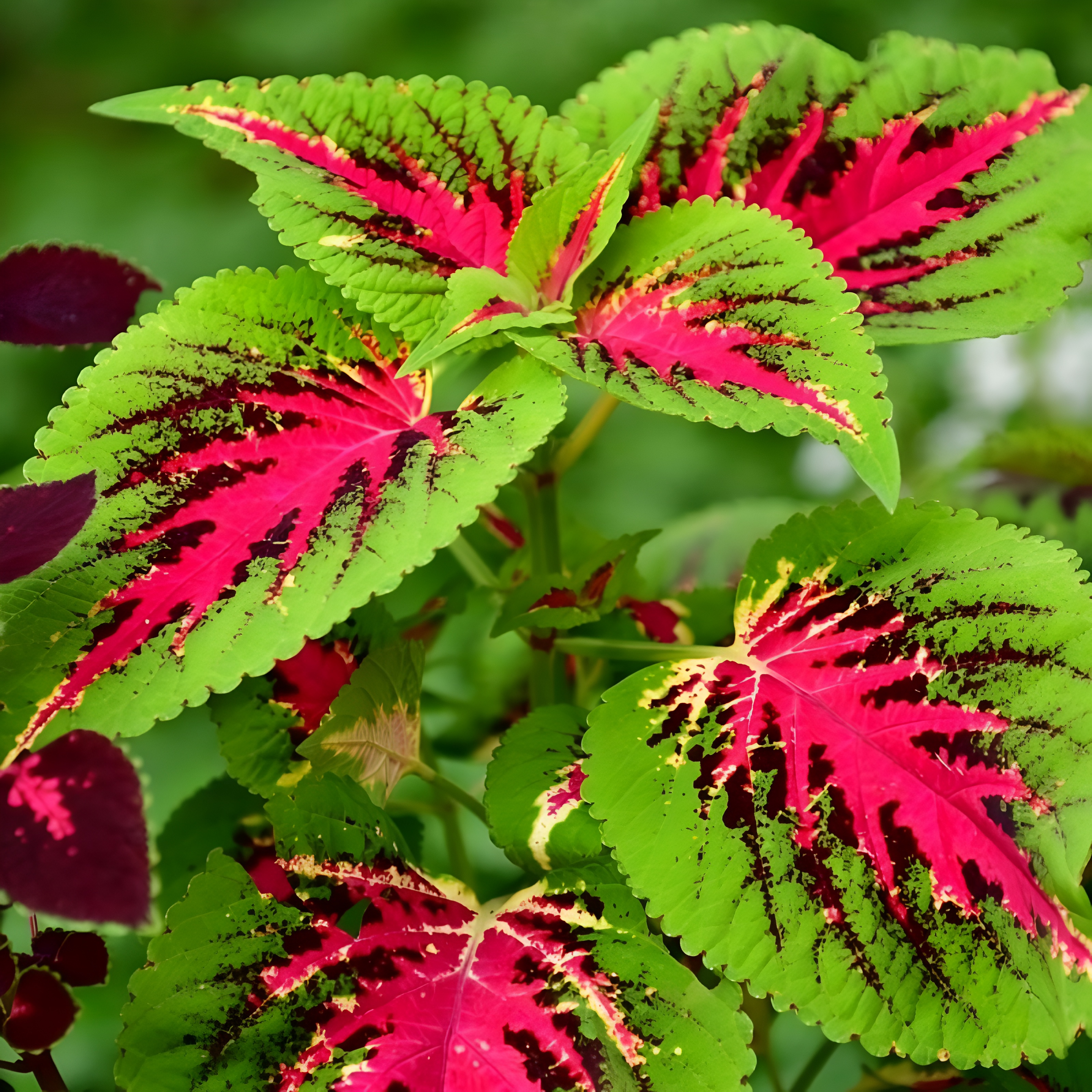Heirloom Coleus Blumei Mix For Shade Gardens And Patio Seeds