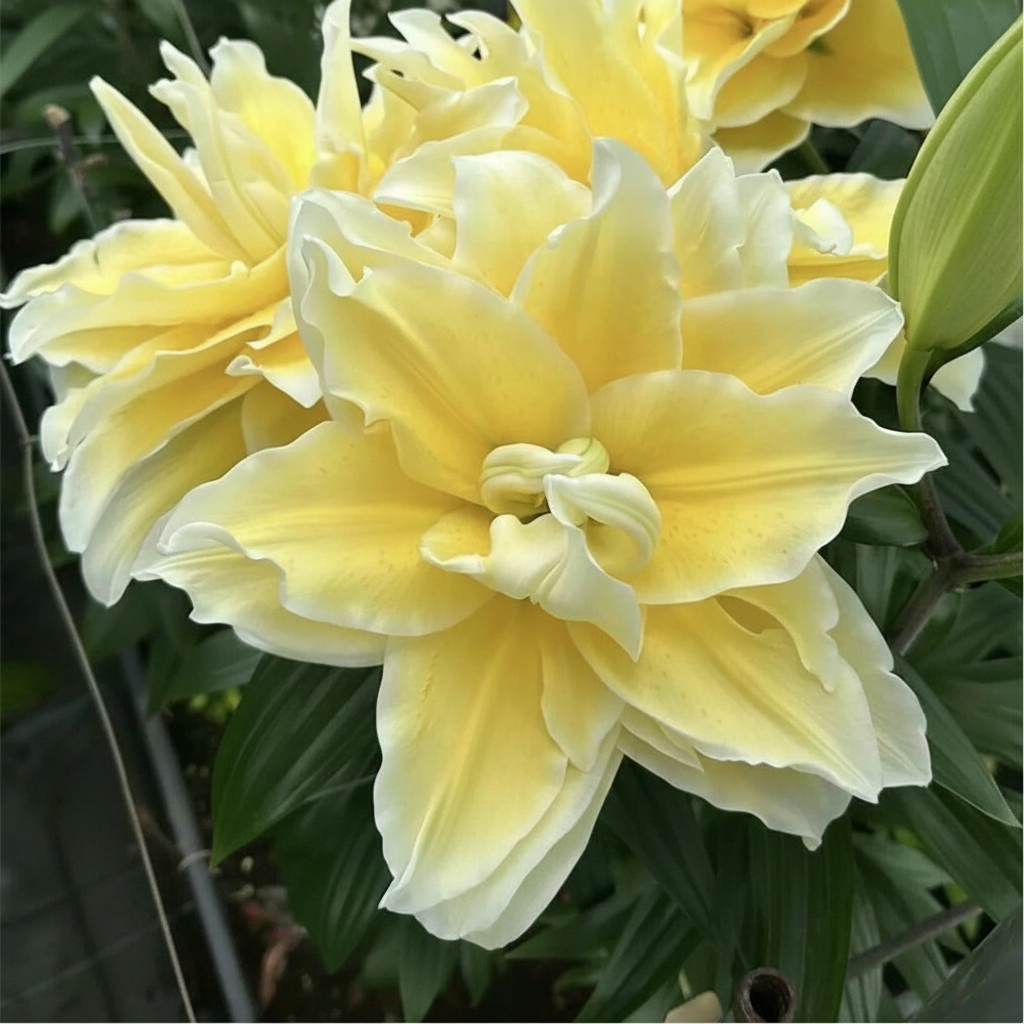 Round Blooming Lily Plants With Elegant Flowers for Garden Display
