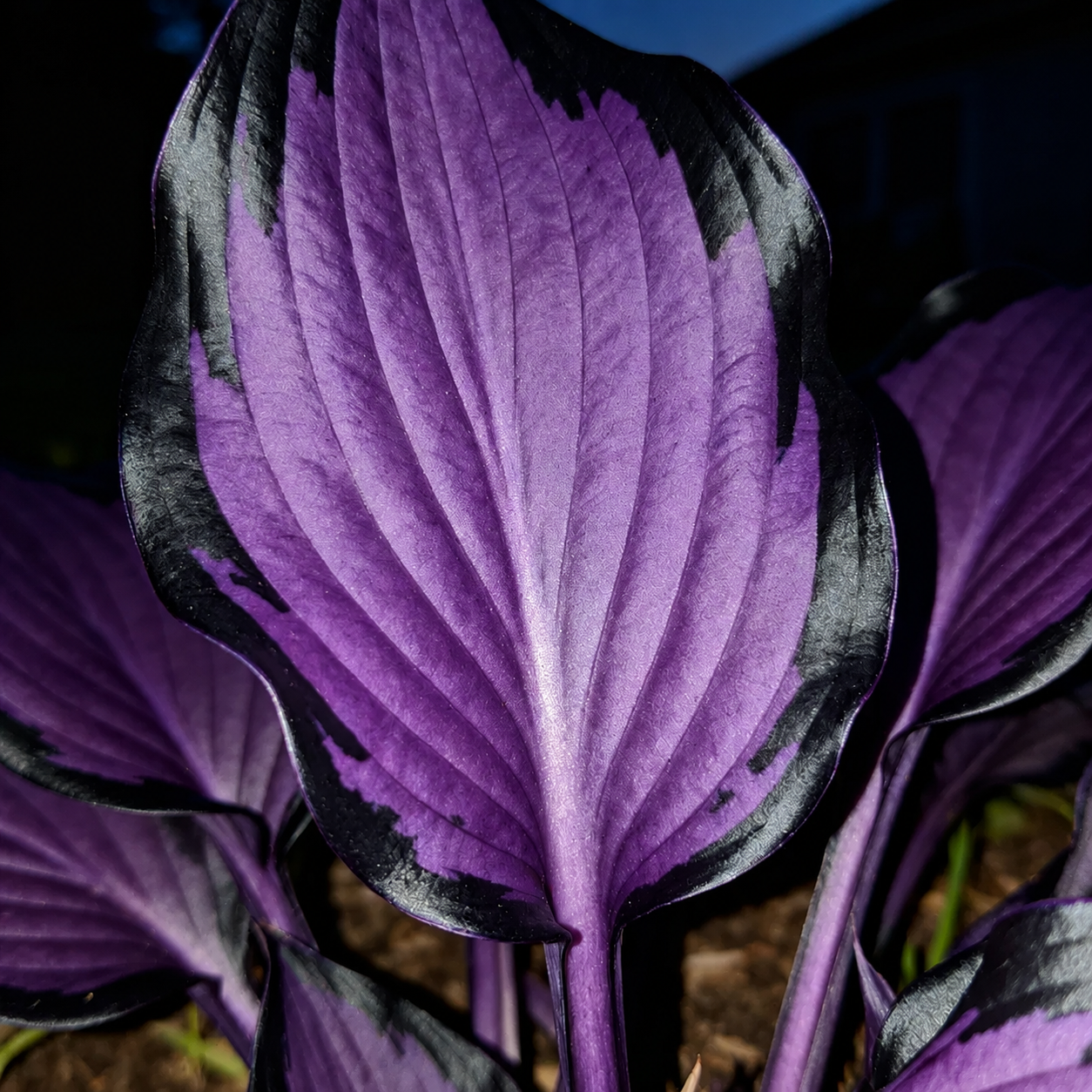 Easy Grow Hosta Seeds For Shady Gardens