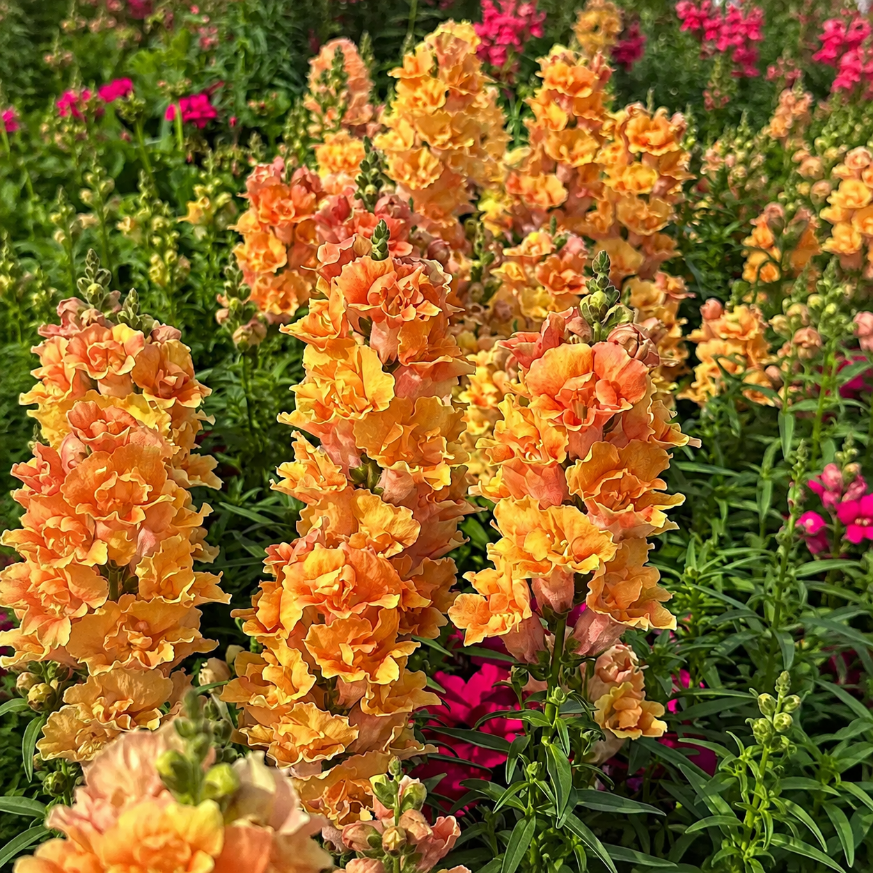 Snapdragon Twinny Peach Garden seeds