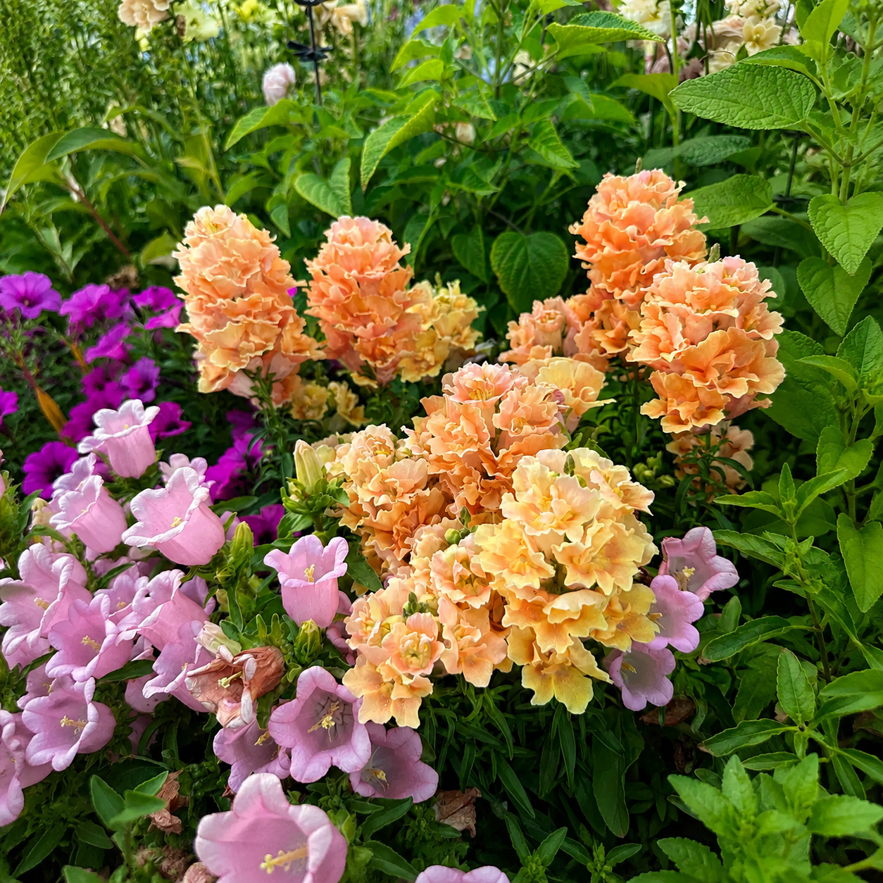 Snapdragon Twinny Peach Garden seeds