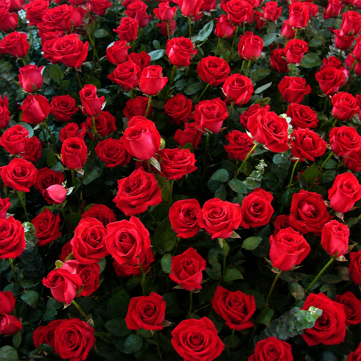 100 Pcs Red Rose Seeds For Home Garden