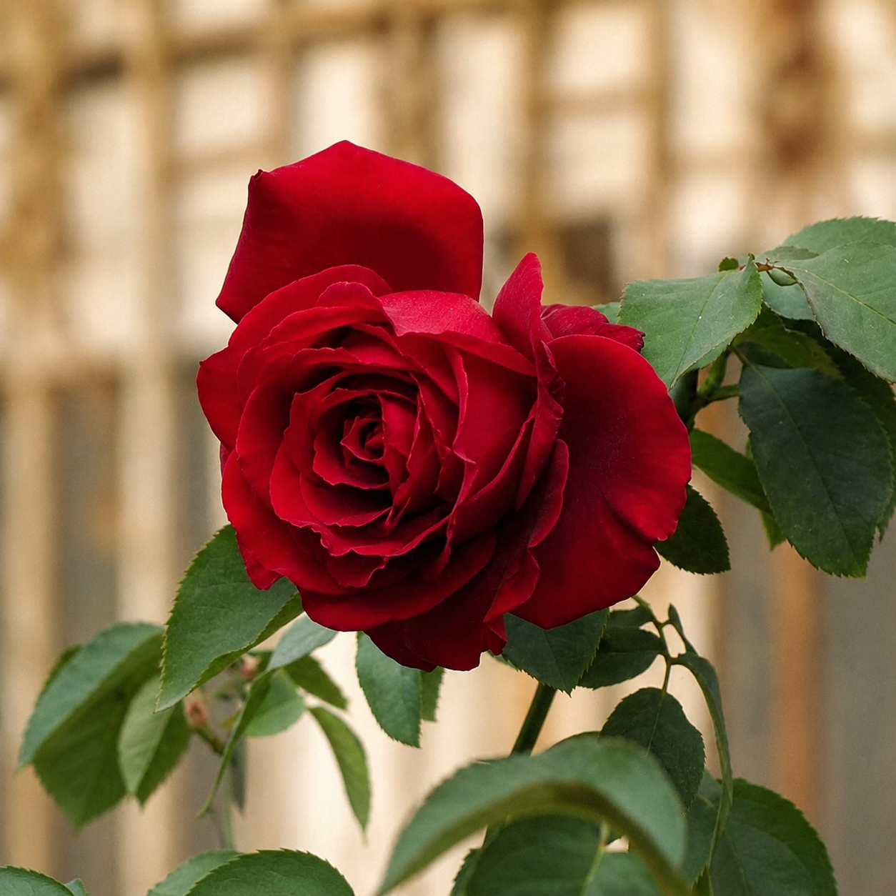 100 Pcs Red Rose Seeds For Home Garden