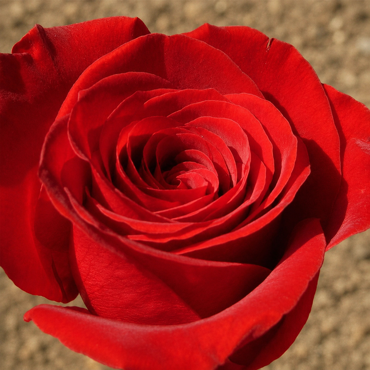 100 Pcs Red Rose Seeds For Home Garden