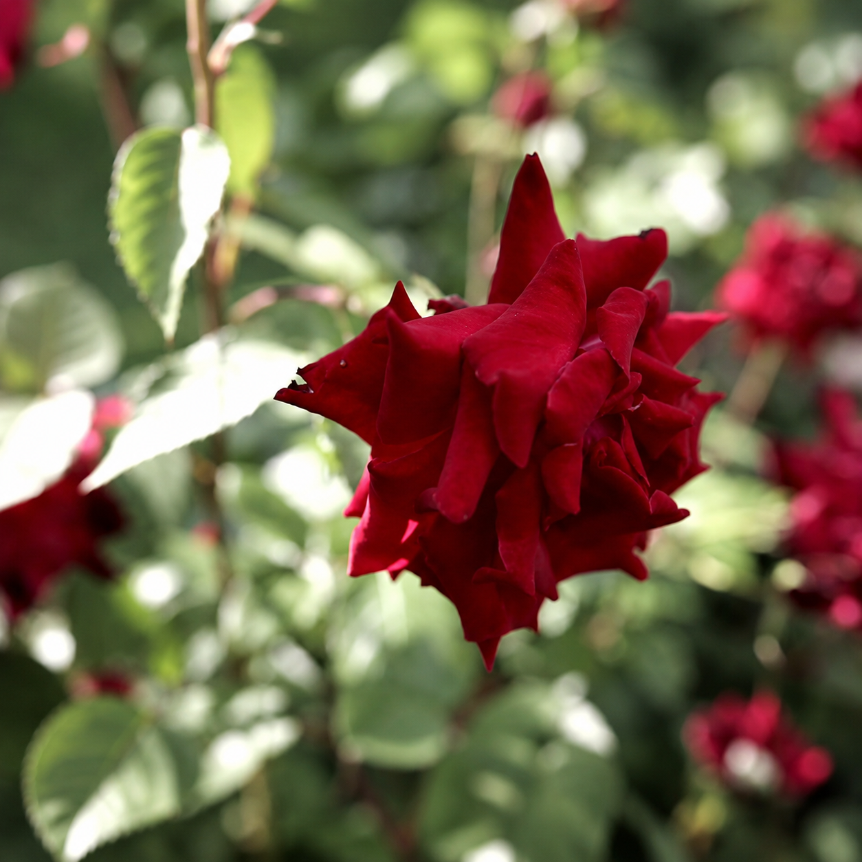 100 Pcs Red Rose Seeds For Home Garden