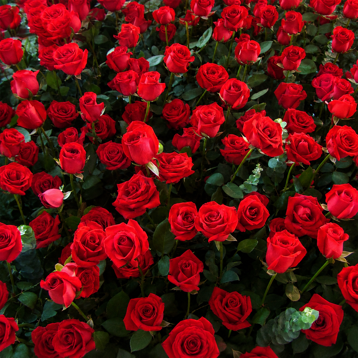 100 Pcs Red Rose Seeds For Home Garden