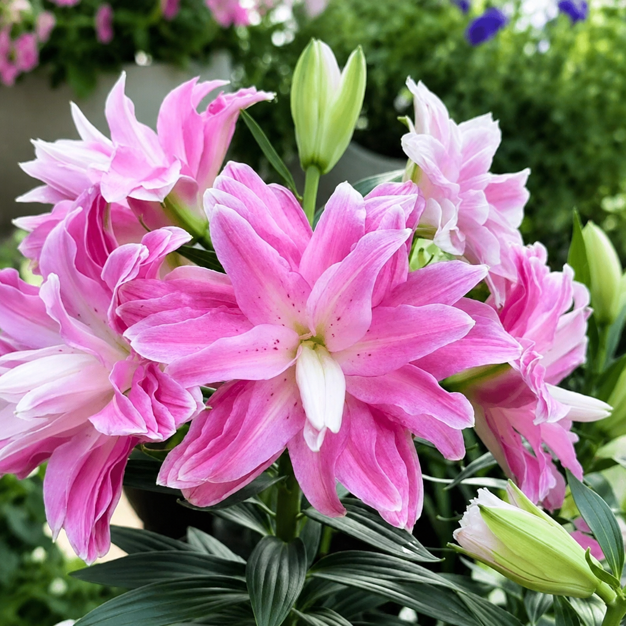 100 Pieces Outdoor Lily Orchid Flower Seeds For Planting