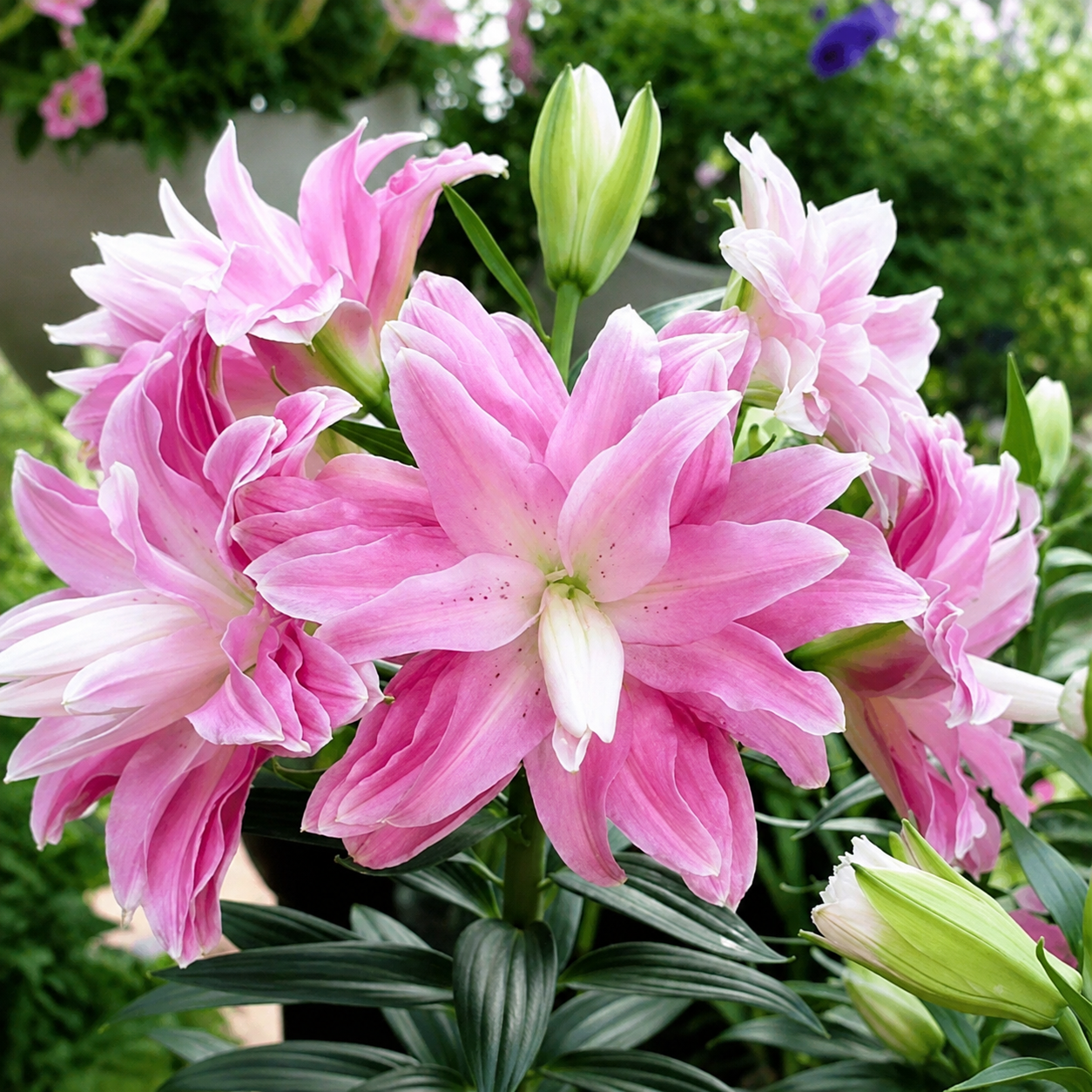 100 Pieces Outdoor Lily Orchid Flower Seeds For Planting