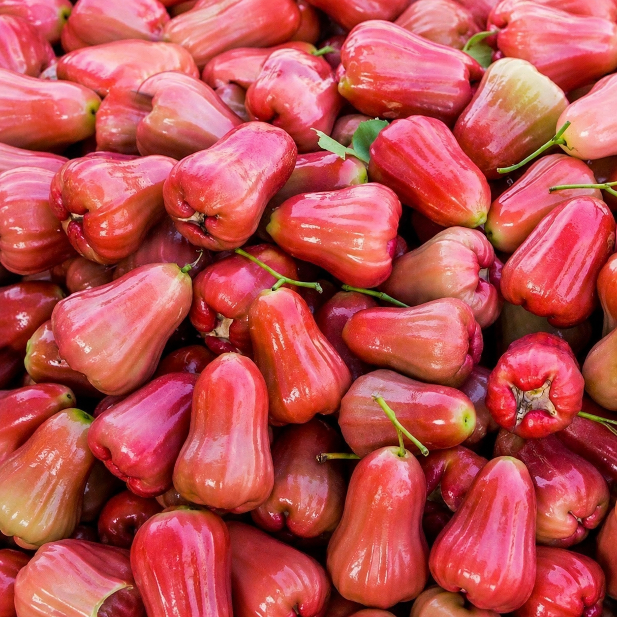 50 Pieces Easy Grow Rose Apple Fruit Seeds