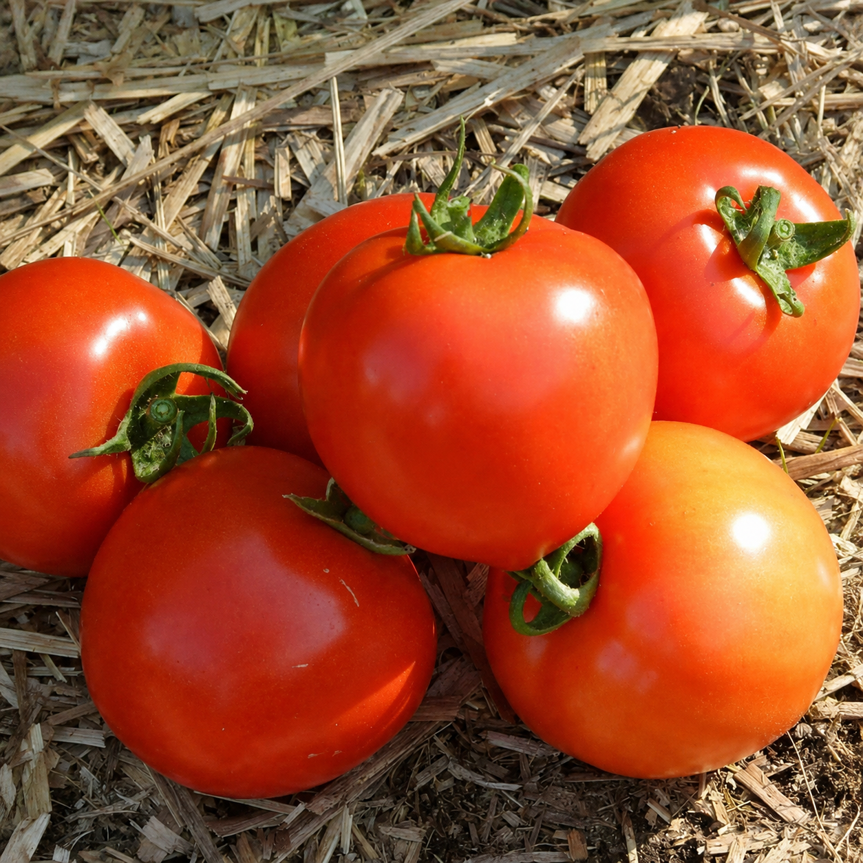 100 Pieces Of Early Girl Tomato Vegetable Seeds For Outdoor Home Garden