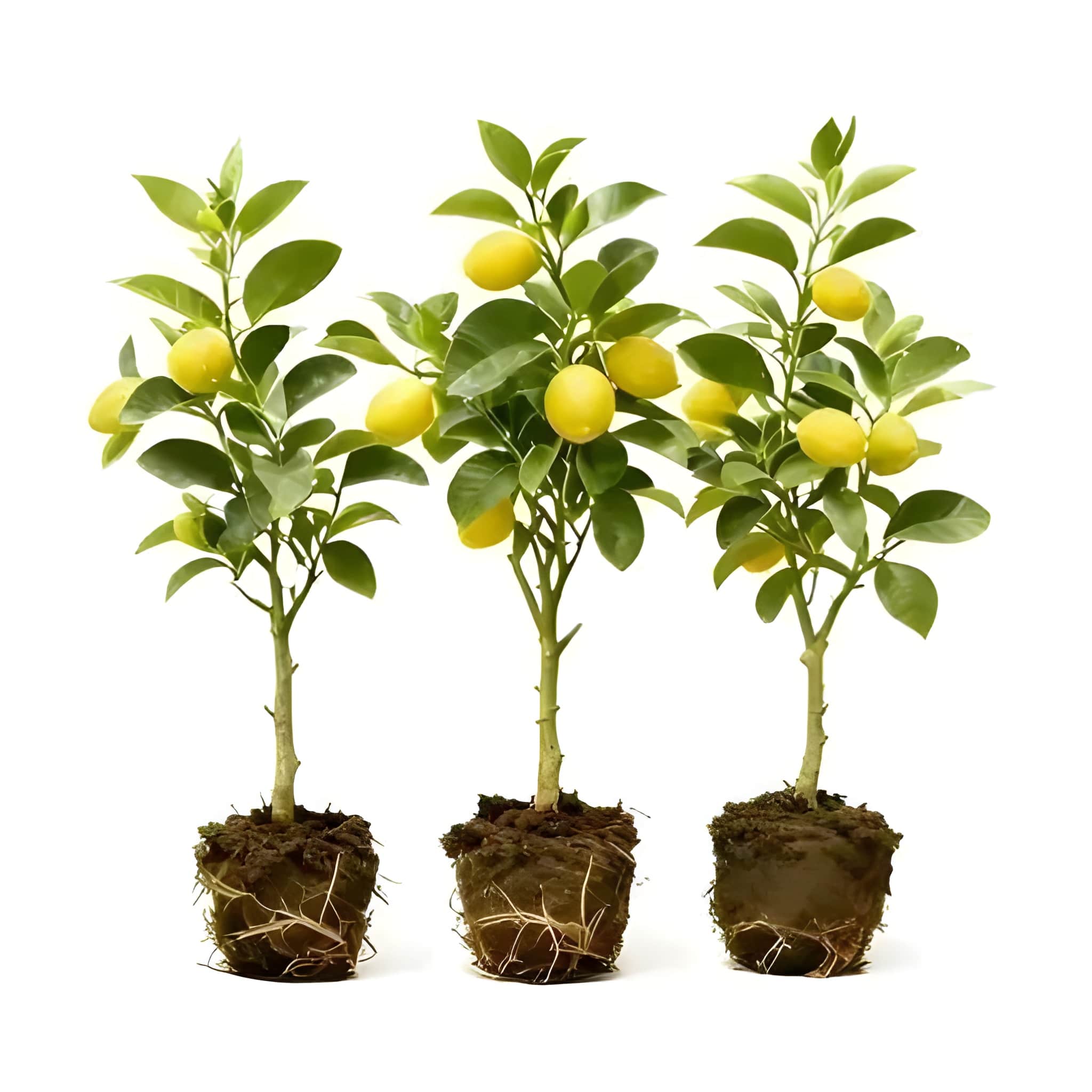 Dwarf Lemon Tree Fast Growth Stem