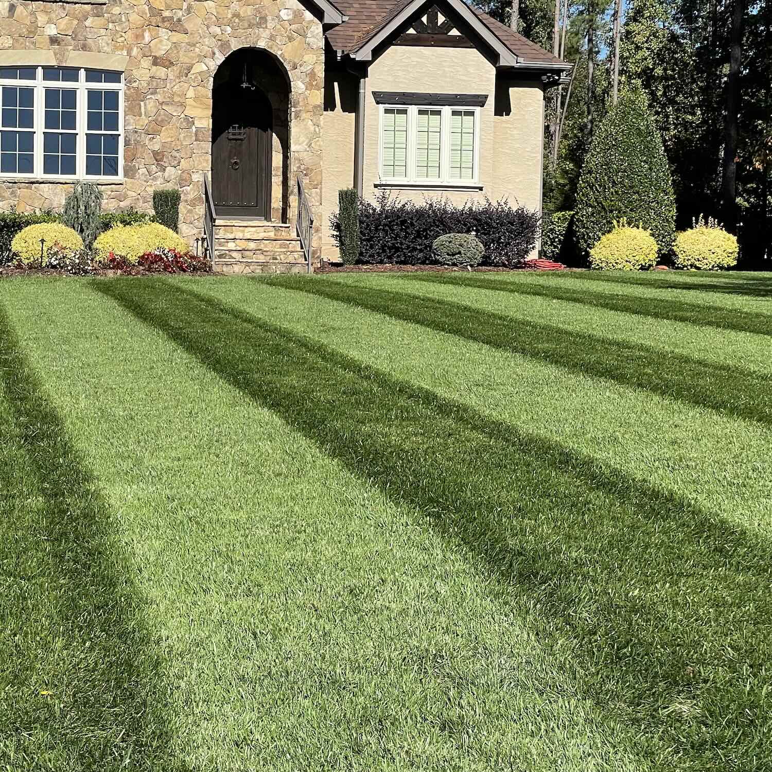 Envy Grass Seed Blend For Garden And Lawns