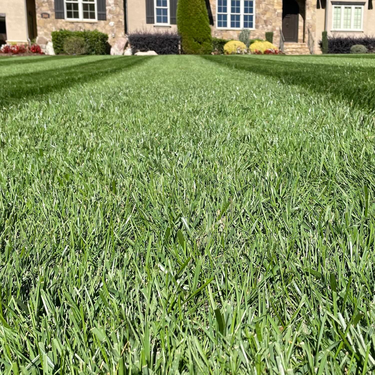 Envy Grass Seed Blend For Garden And Lawns