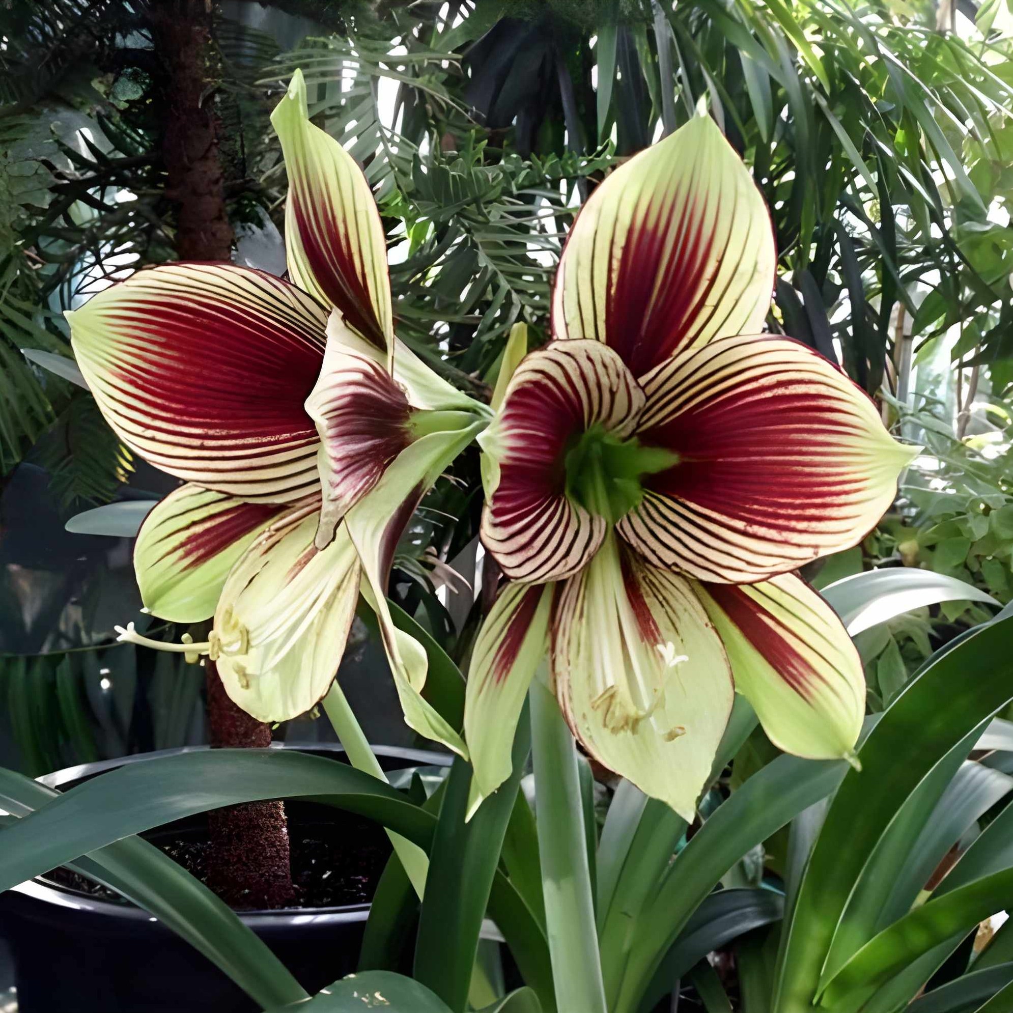 Iris Vittata Flower Bulbs