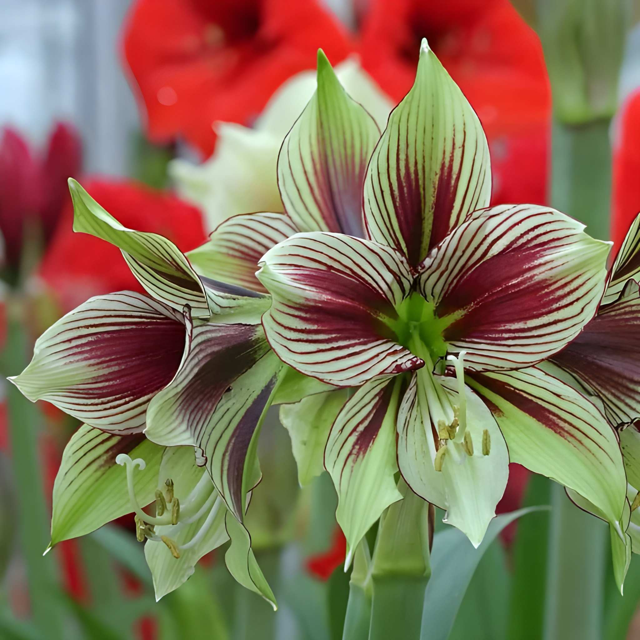 Iris Vittata Flower Bulbs