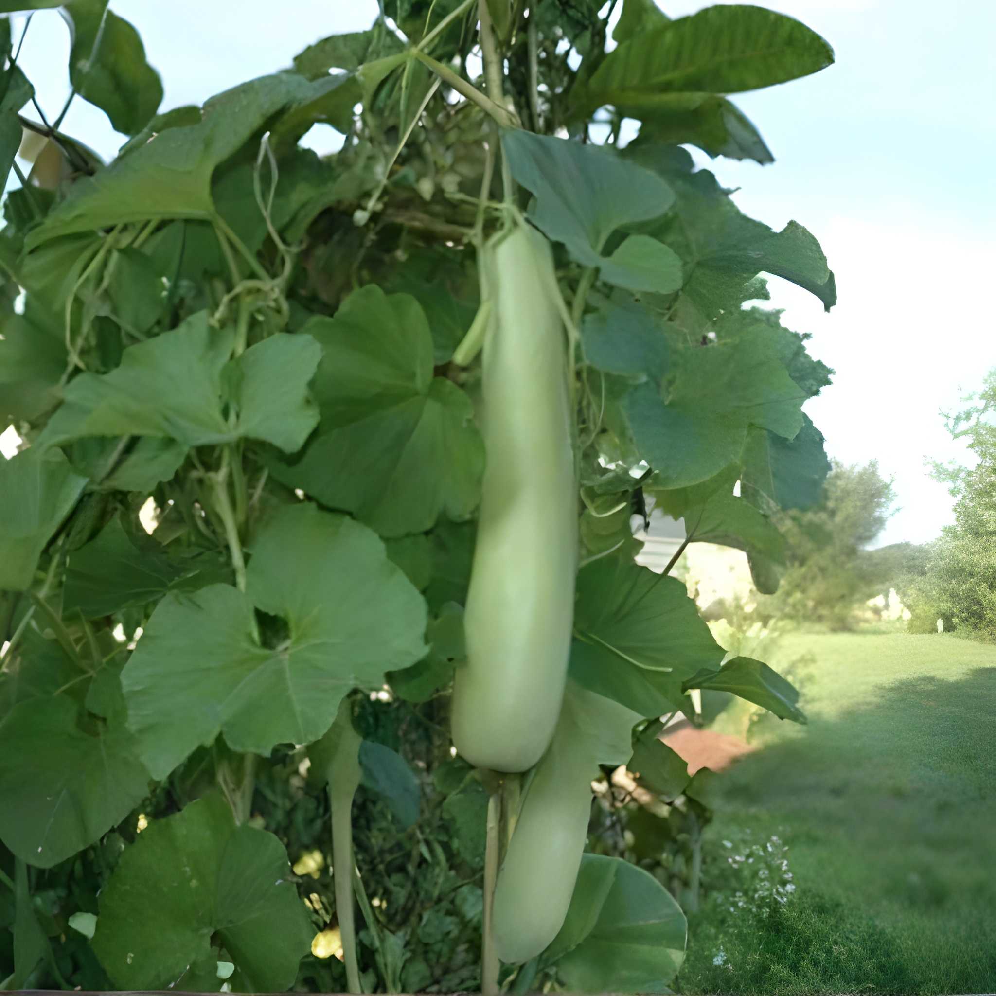 Long Bottle Gourd Opo Squash Dudi Calabash Melon Seeds