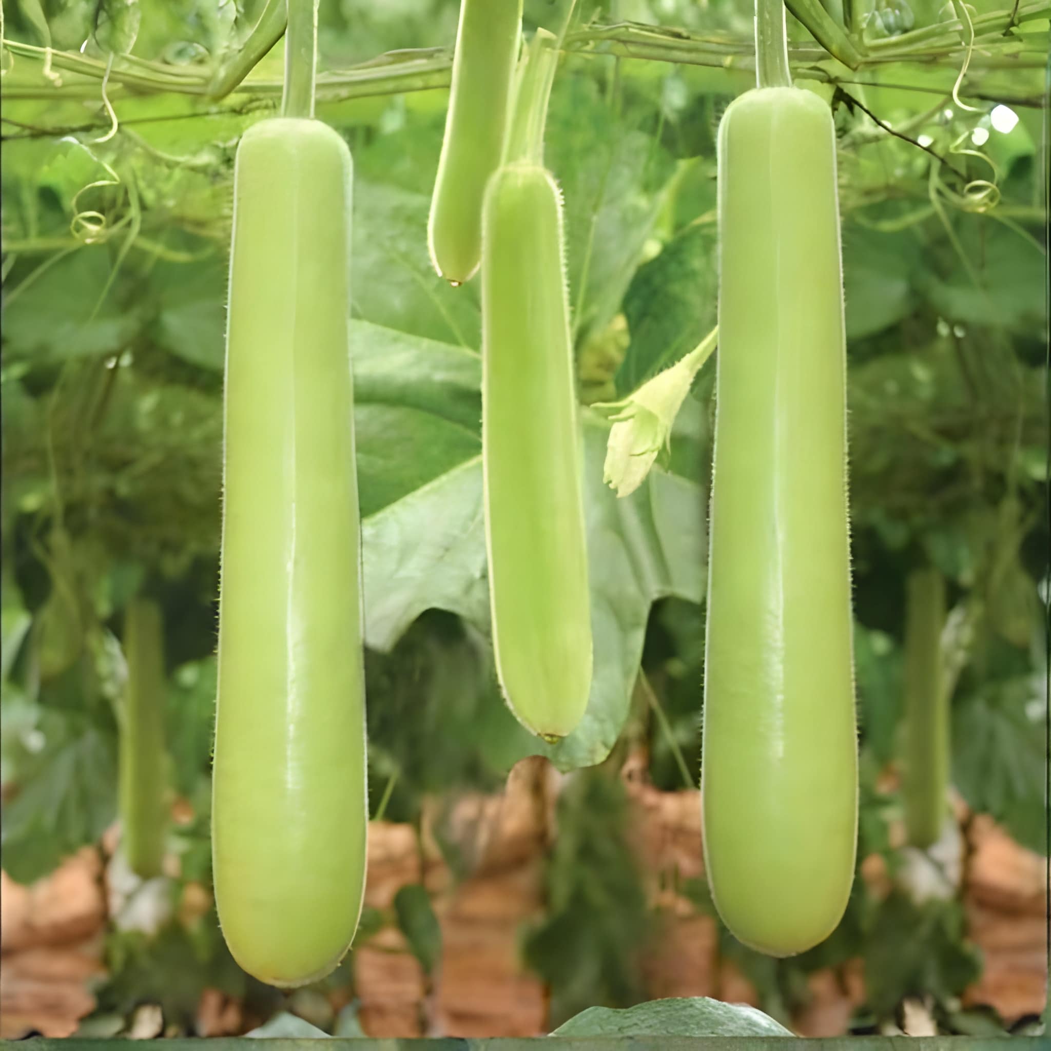 Long Bottle Gourd Opo Squash Dudi Calabash Melon Seeds