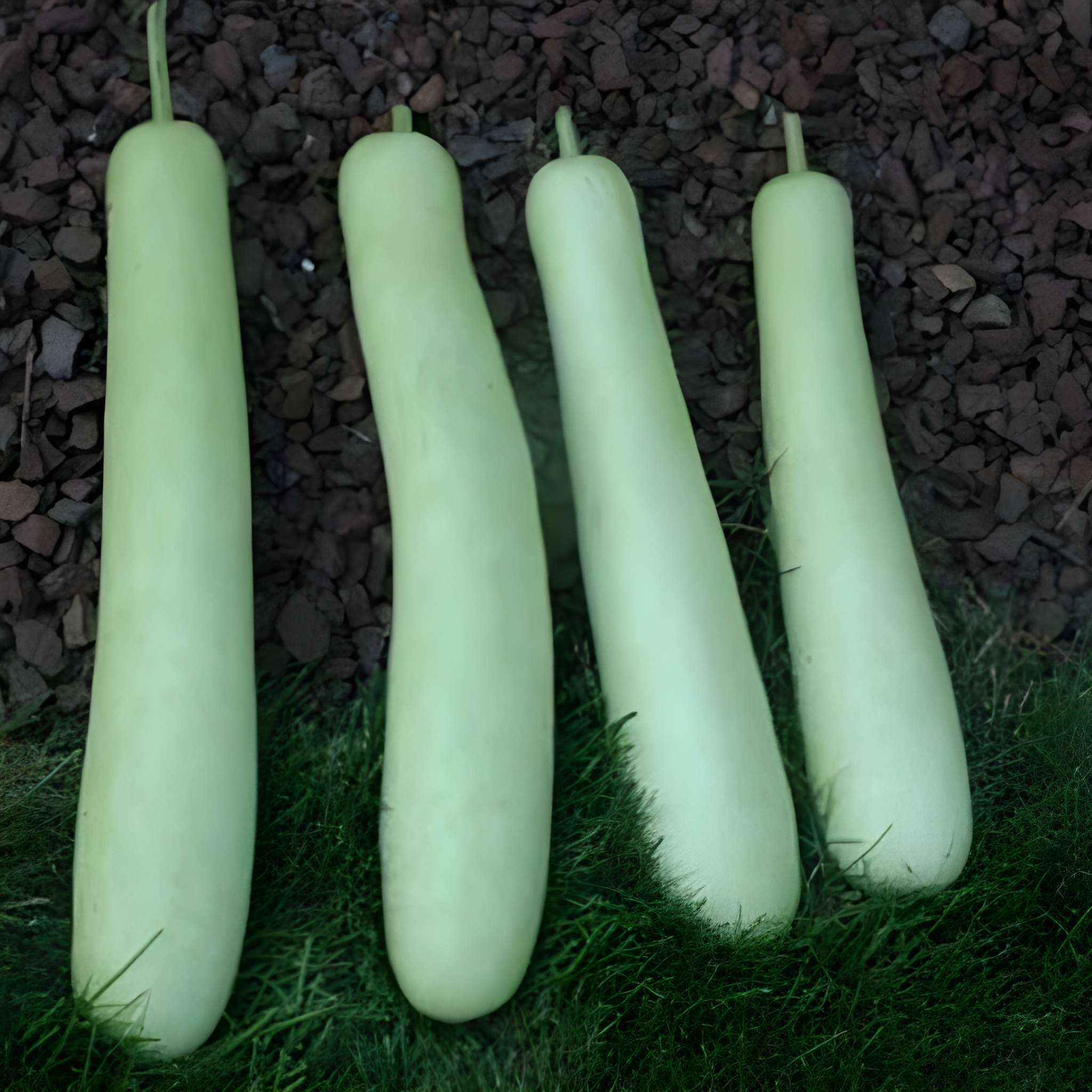 Long Bottle Gourd Opo Squash Dudi Calabash Melon Seeds