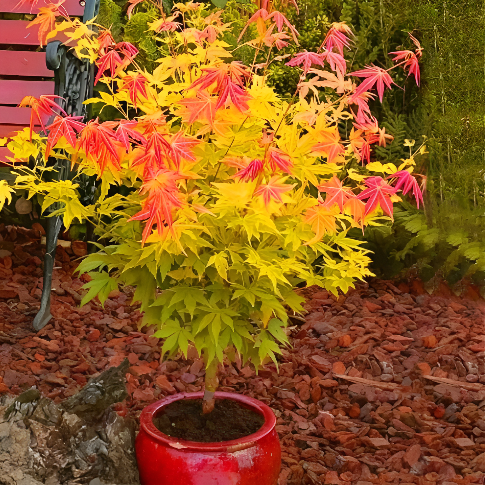 Japanese Red Maple Tree For Garden Decoration And Outdoor Flowering Seeds