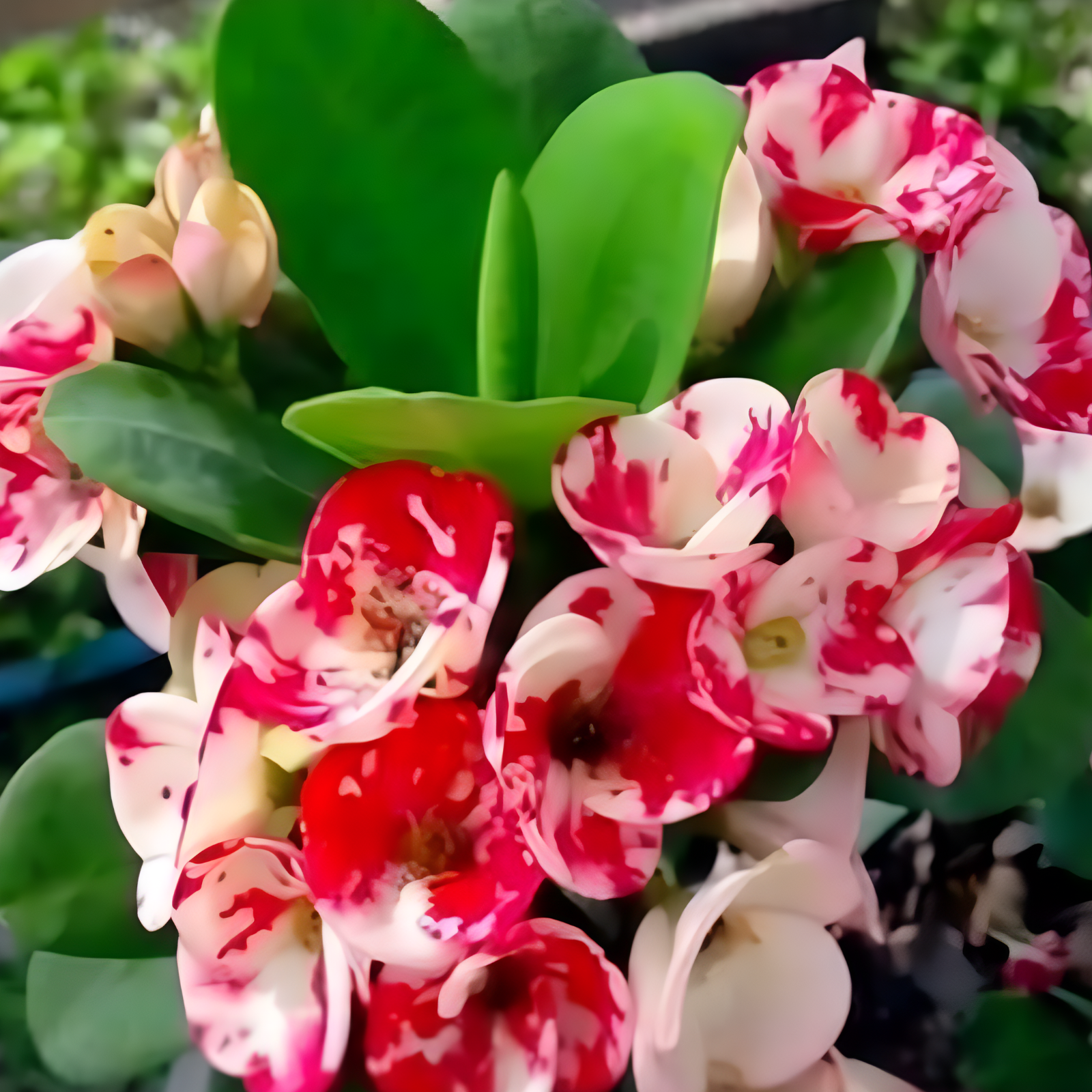 Drought Resistant Thorn Crown Poisonous Stem Plant Seeds 200 Count