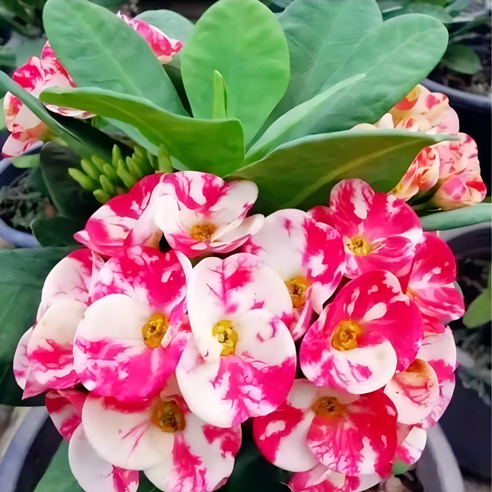 Drought Resistant Thorn Crown Poisonous Stem Plant Seeds 200 Count