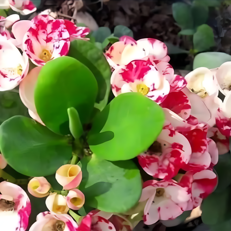 Drought Resistant Thorn Crown Poisonous Stem Plant Seeds 200 Count