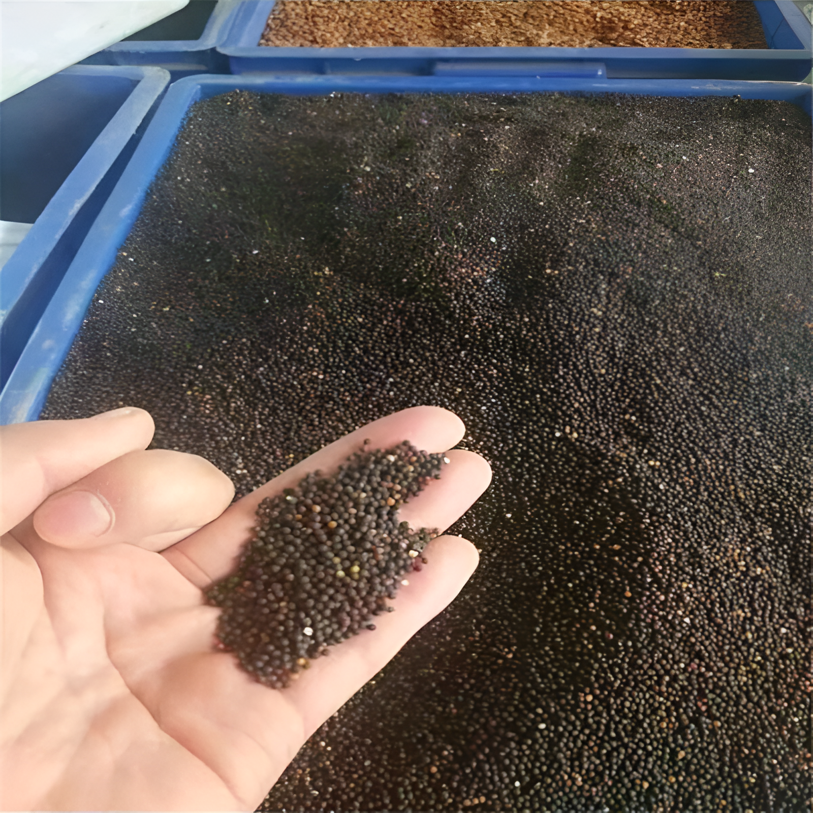 100 Pieces Coleus Annual Heat Drought Tolerant Flower Seeds For Planting Pots